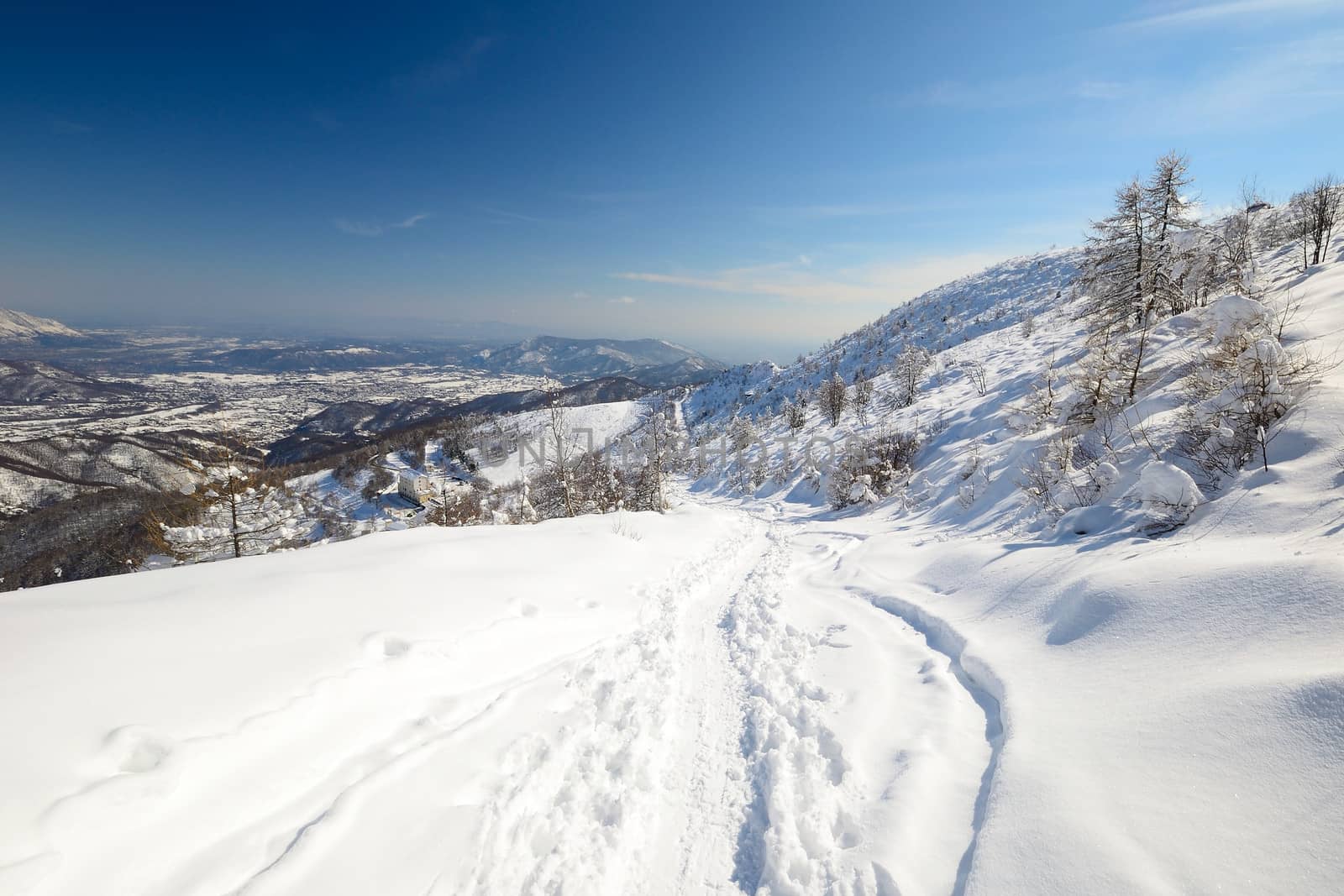 Ascent tour ski tracks on snowy slope with sparse larch and birch tree and winter scenic landscape