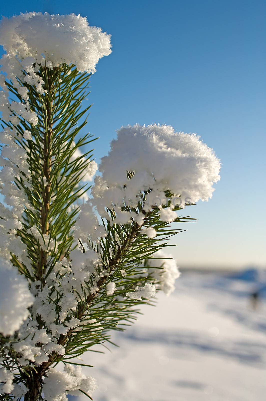 Snow-covered pine close up solar winter in the afternoon.