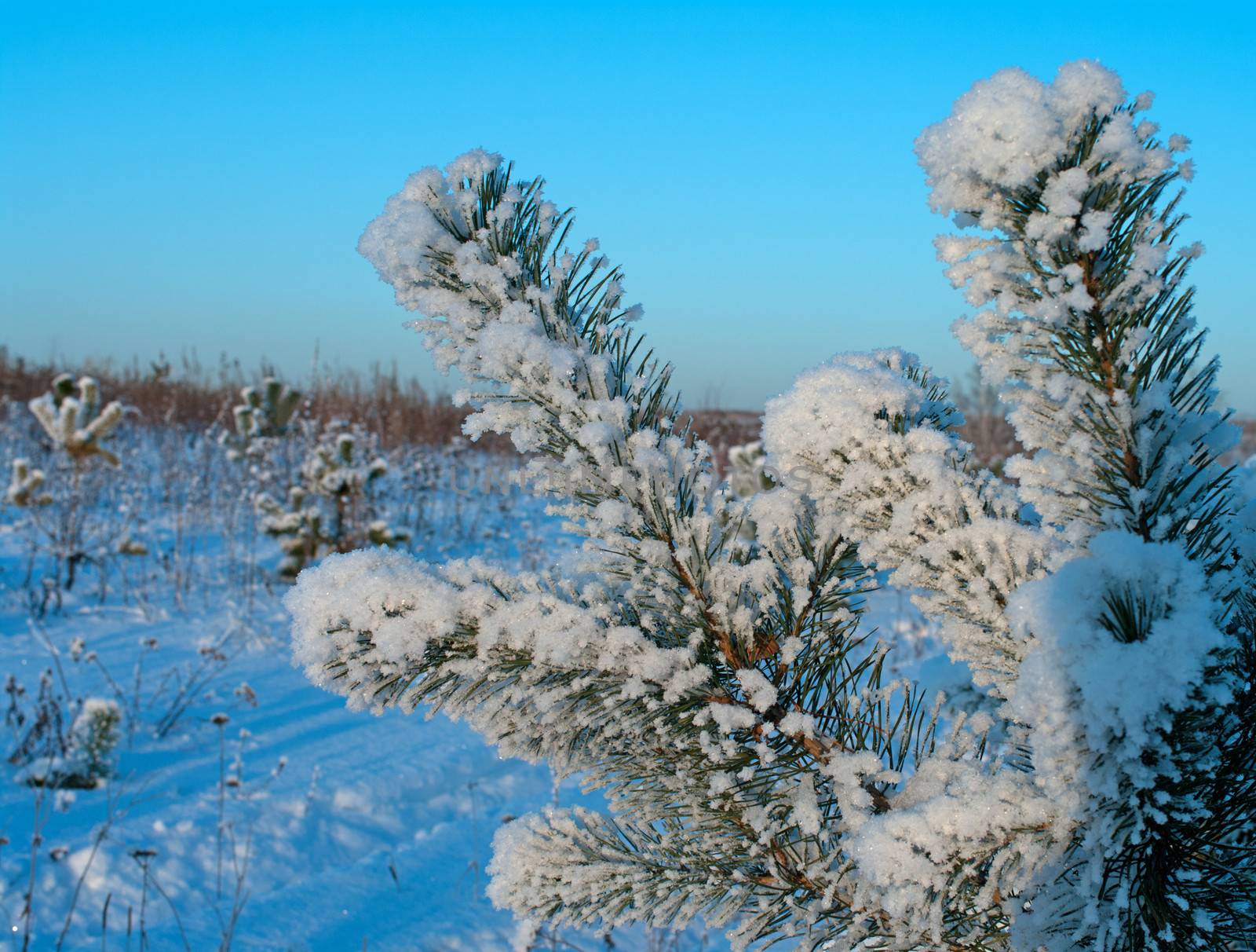 Snow-covered pine close up solar winter in the afternoon.