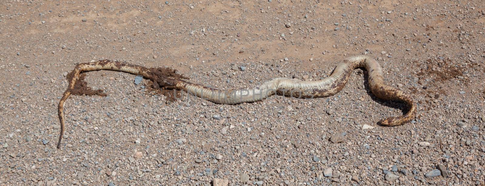 Roadkill - Horned Adder snake on a gravel road in Namibia