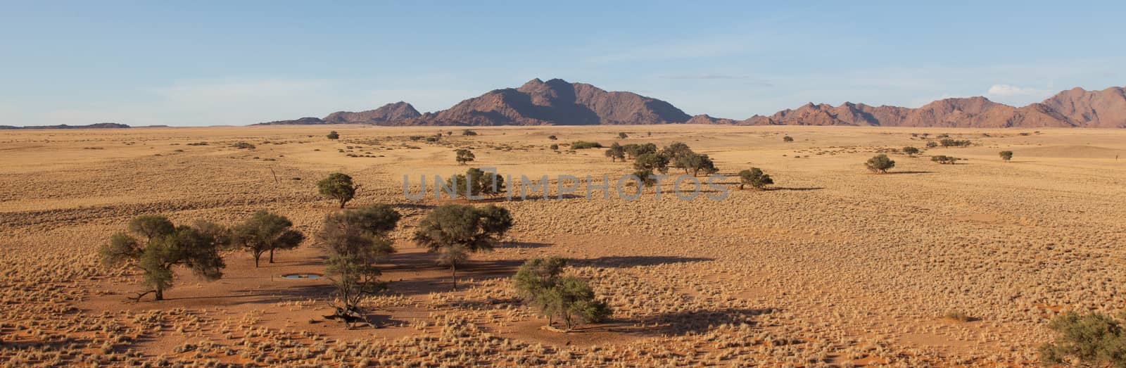 Desert landscape with grasses, red sand dunes and an African Acacia tree, Sossusvlei, Namibia, southern Africa