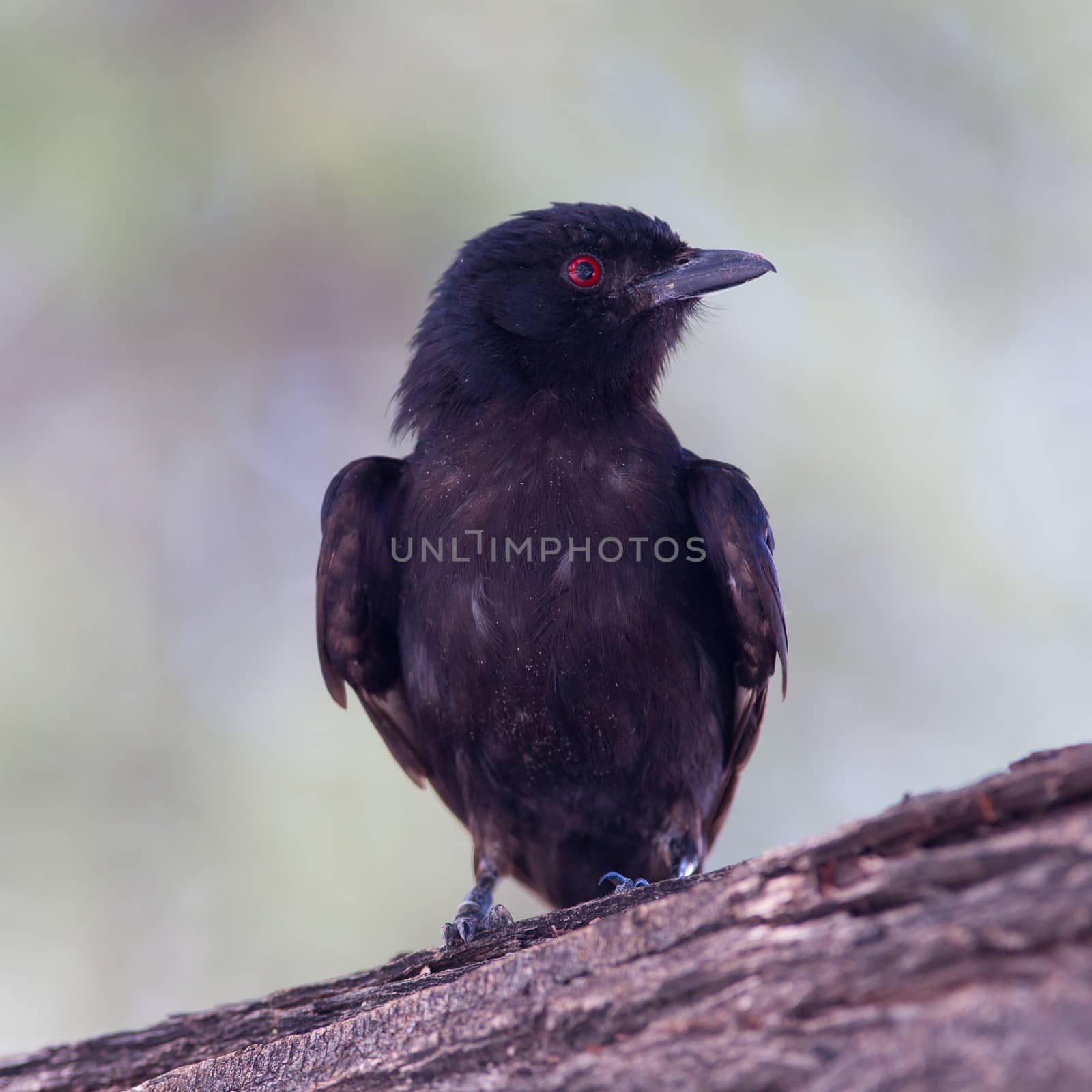 Fork-tailed Drongo - Wild Birds from Africa, Namibia