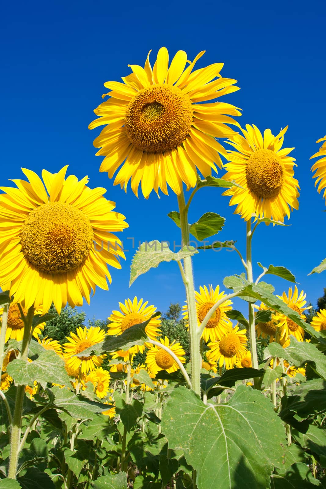 Beautiful close-up photo of big yellow sunflower