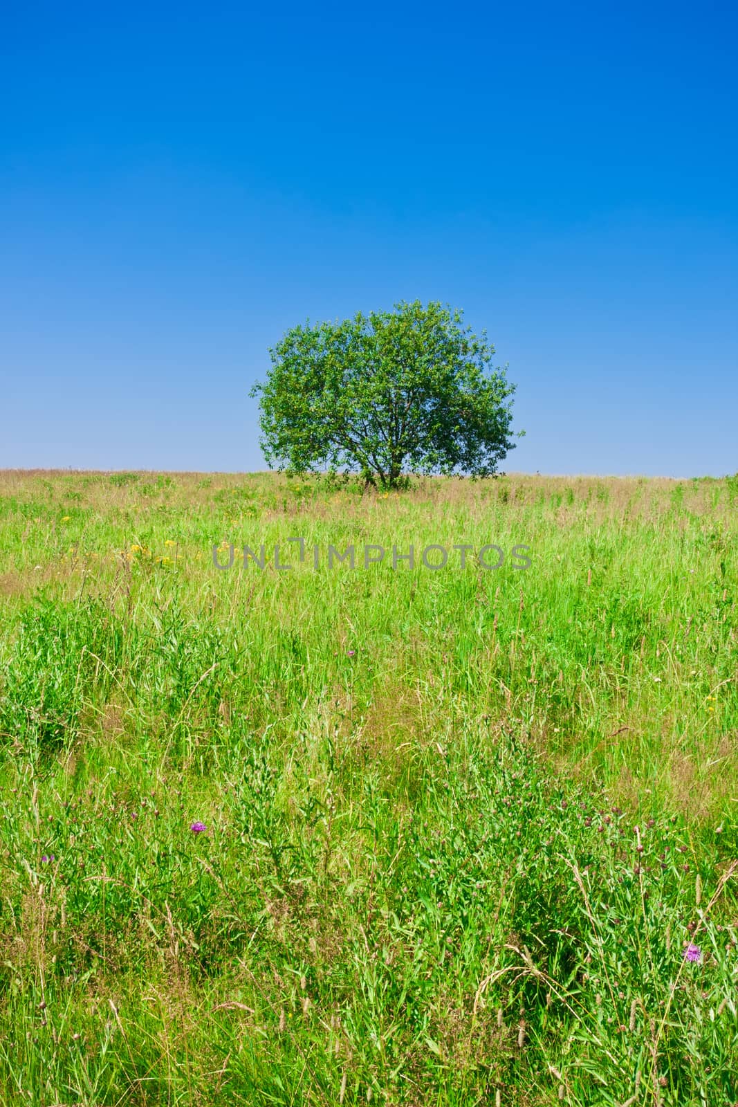 Beautiful photo of single tree in green field