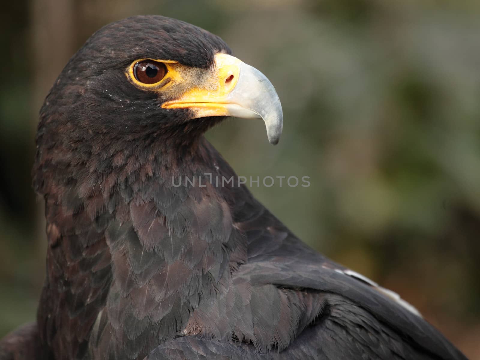 portrait of black eagle