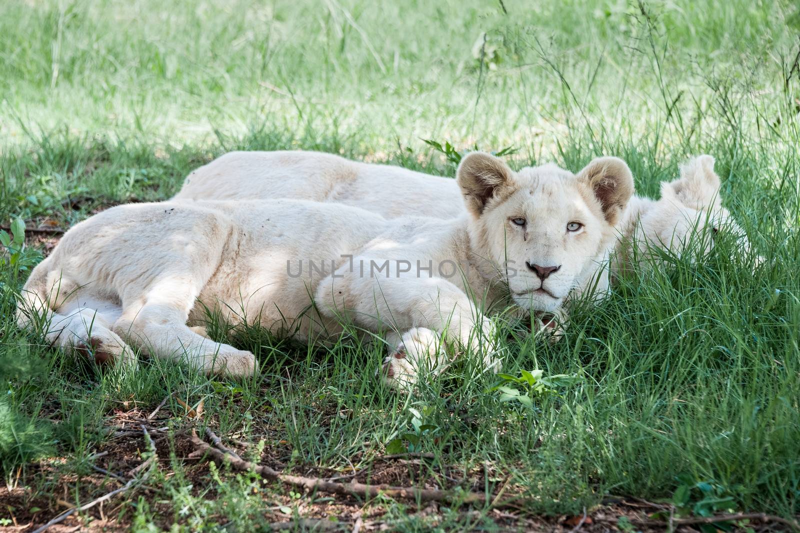 The white lion baby lying on the grass in South Africa.