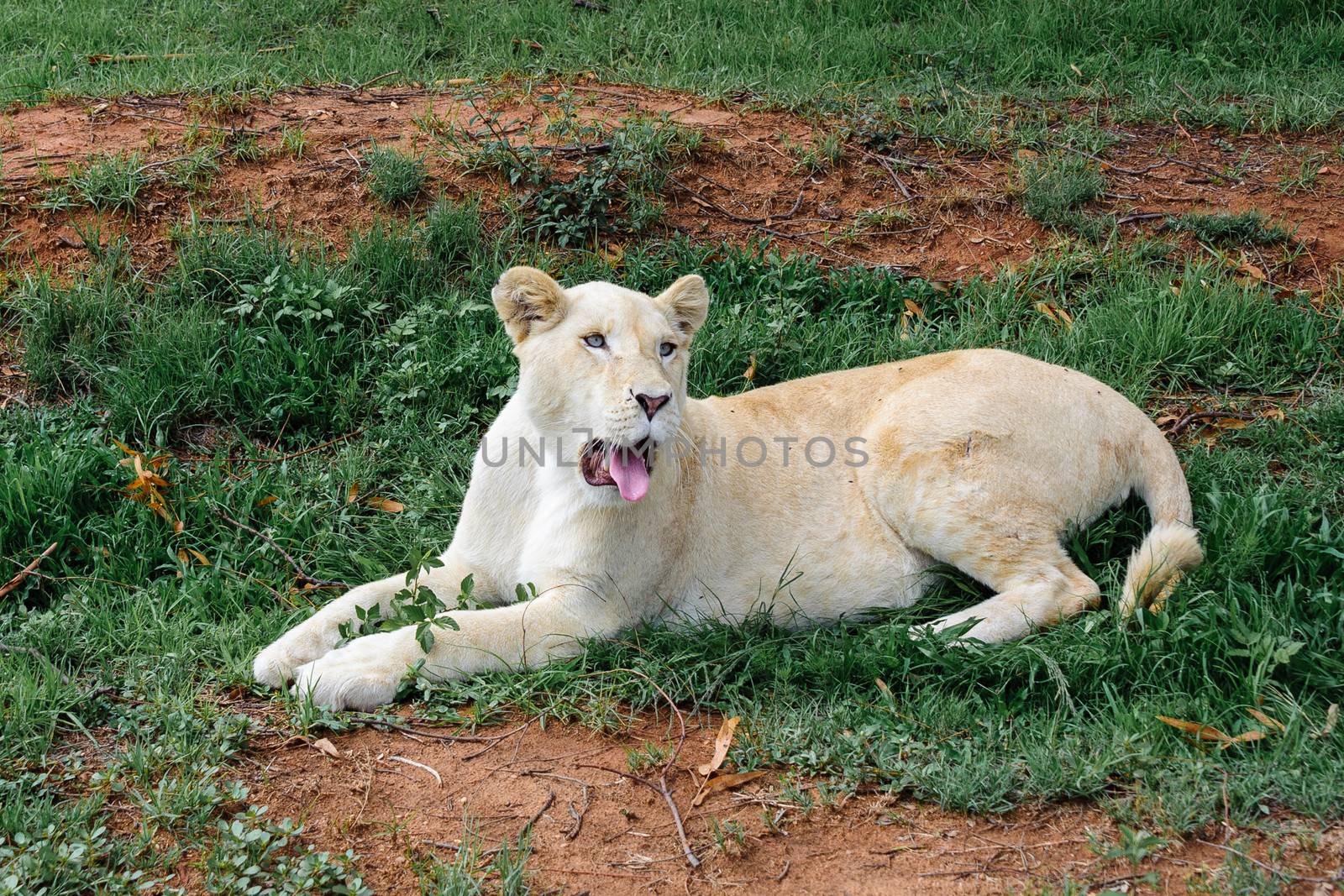 white lion by JasonYU