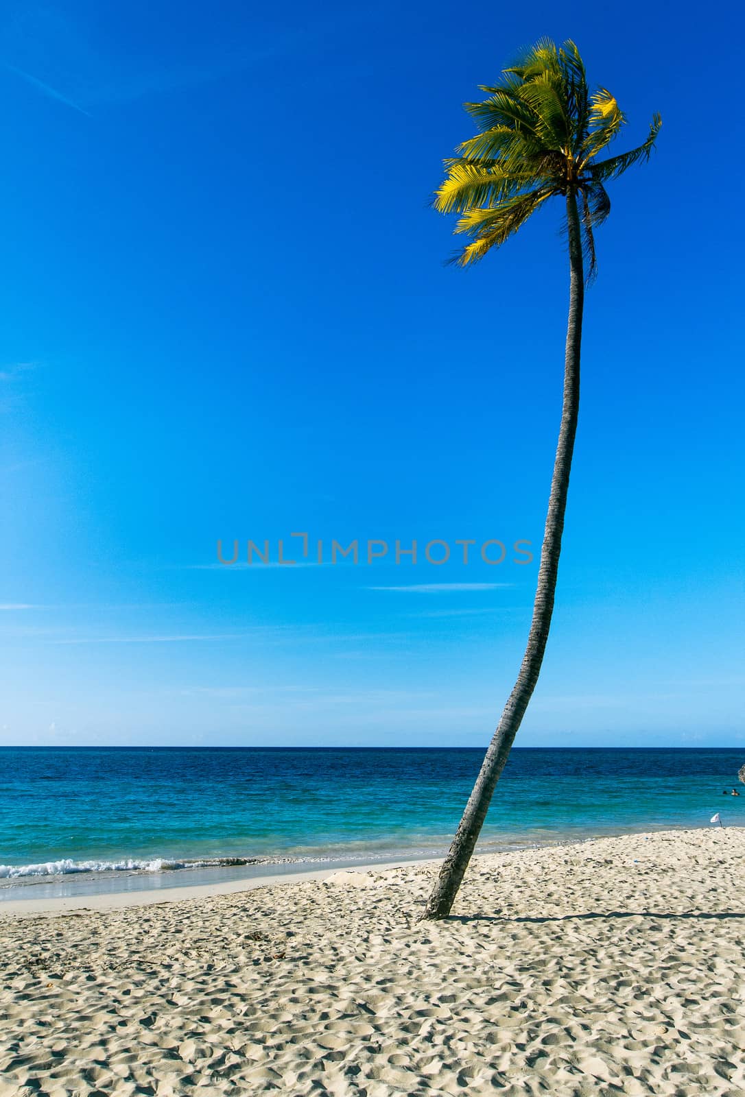 Palm on beach by klemenr