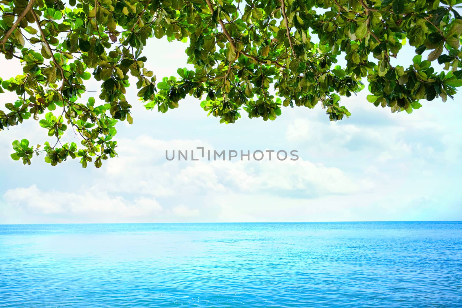 Green leaves from overhanging tree framing  blue ocean horizon in background