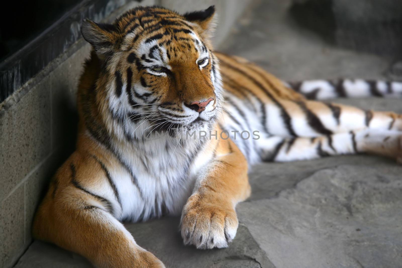 Handsome tiger resting  in cool corner of habitat, with dark corners. Shallow DOF used, on face