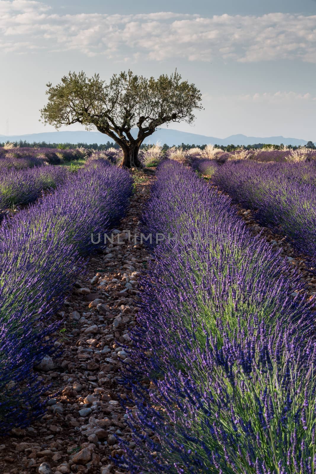 Lavender fields in vertical position by klemenr