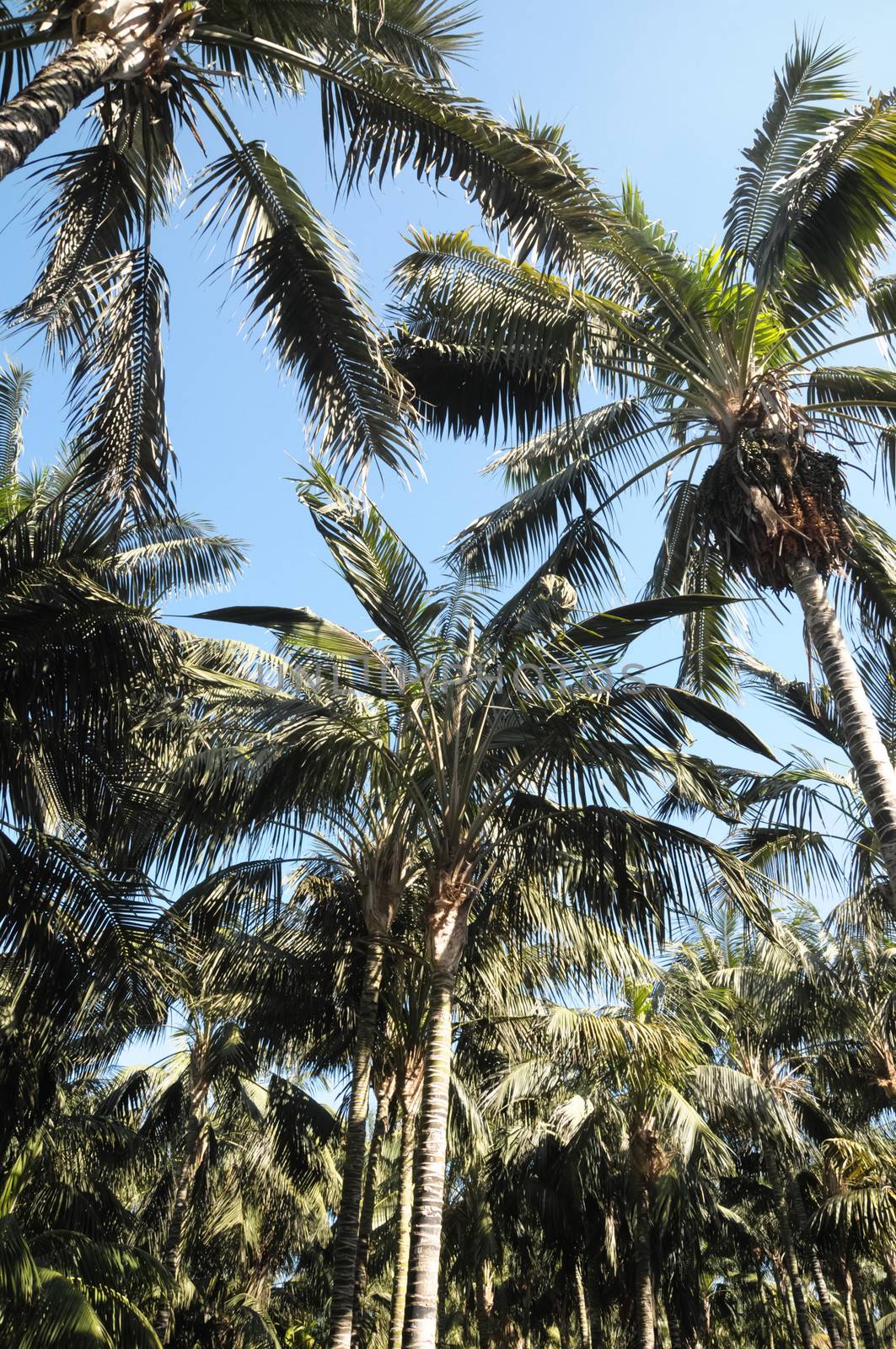 Palm Trees in Tenerife Canary Islands Spain