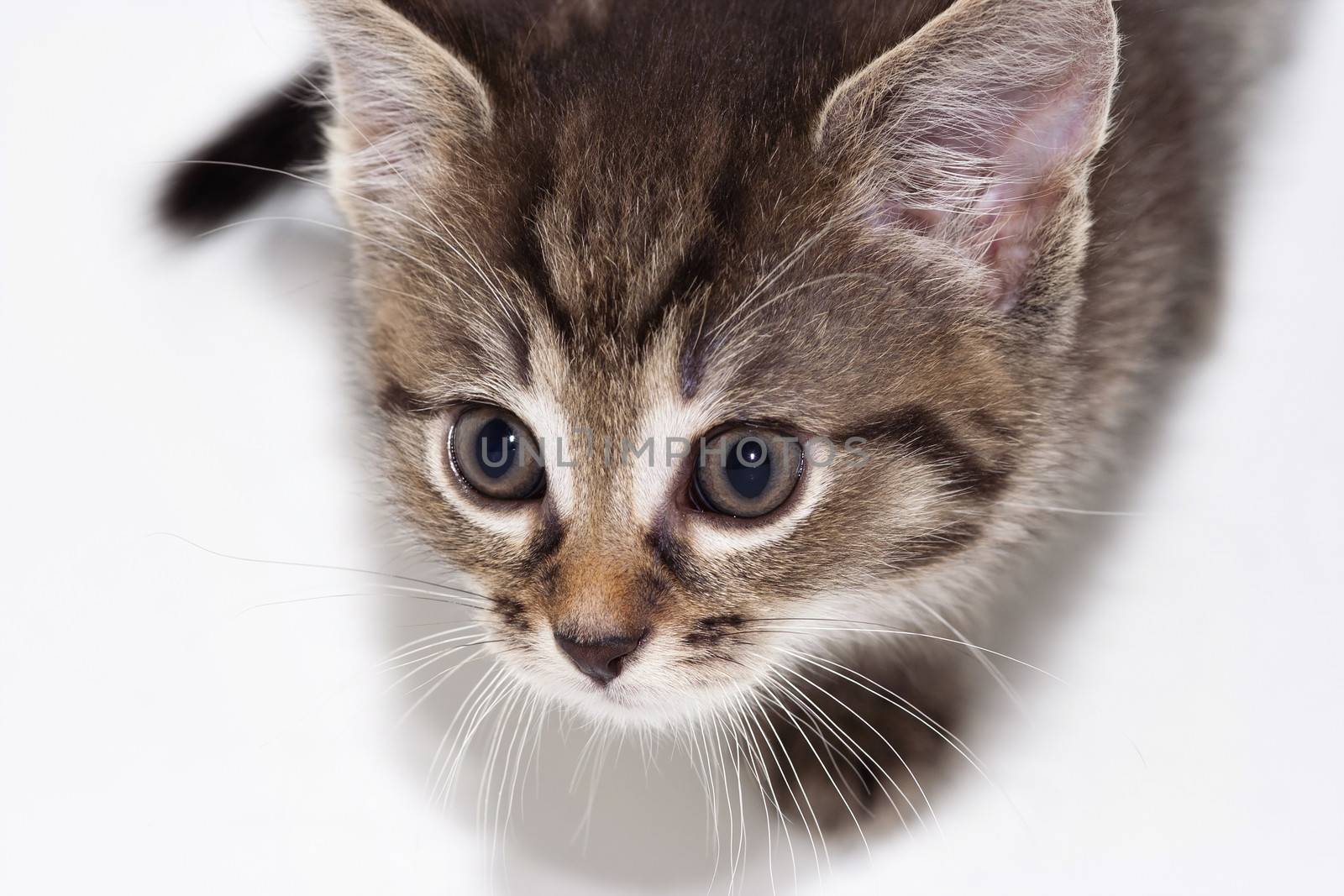 Detail of the small cute kitten - domestic cat