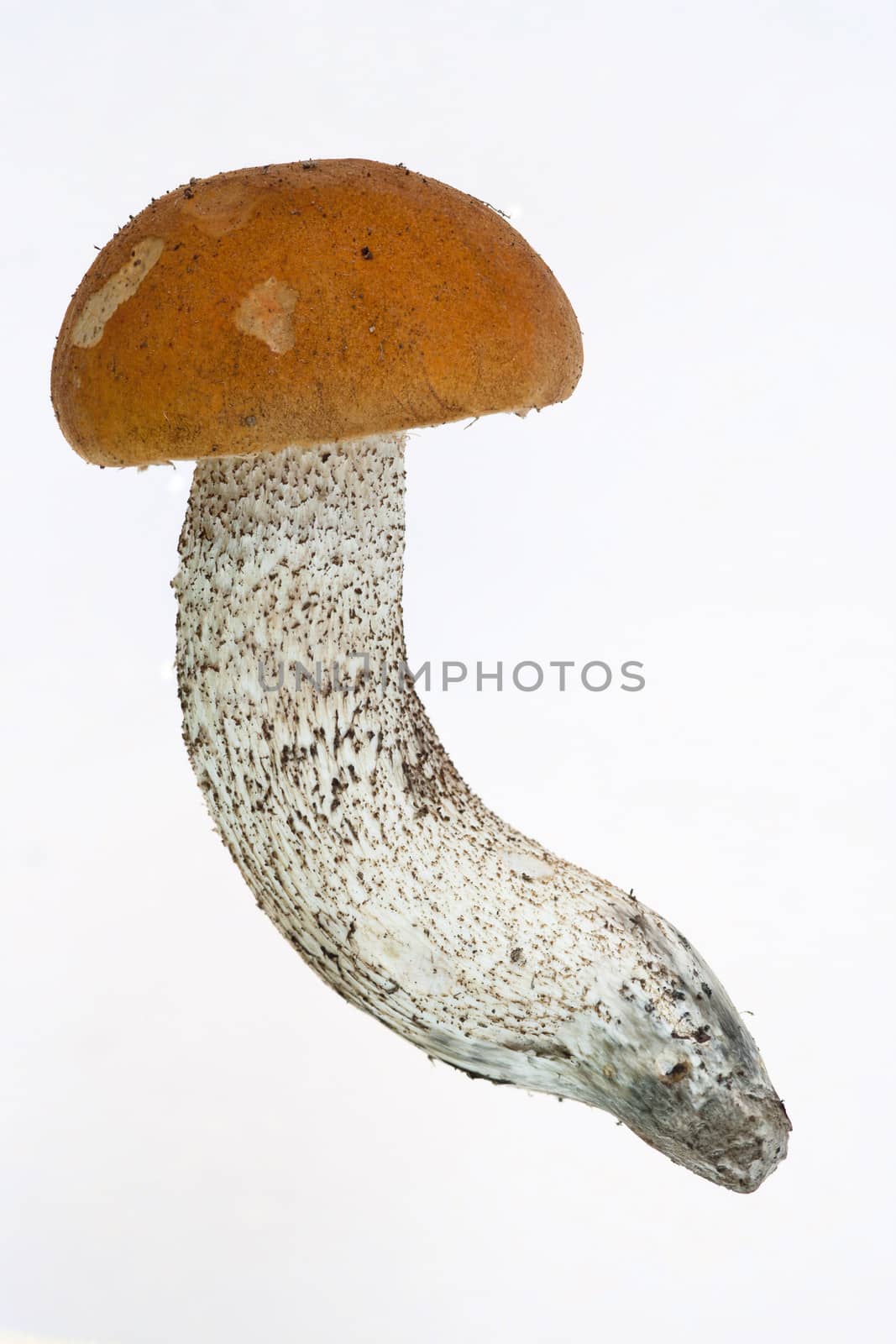 Detail of the orange birch boletus - edible mushroom