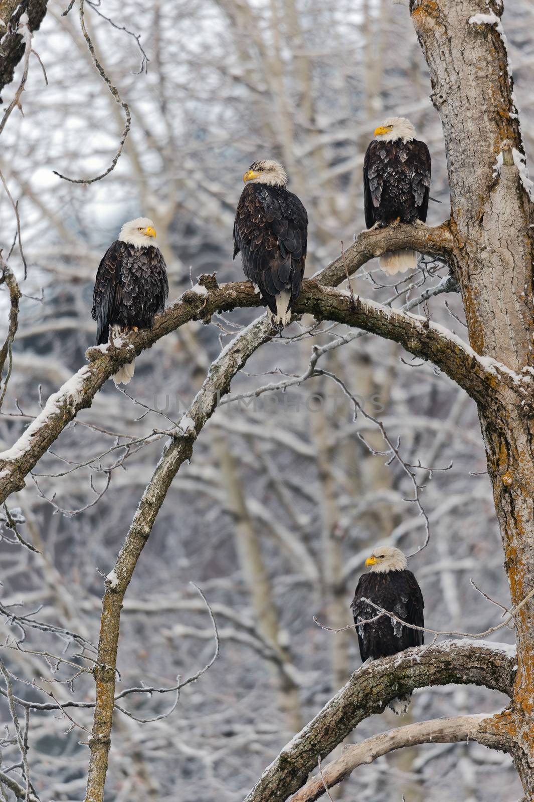 Bald eagle perched on snow  branch by SURZ