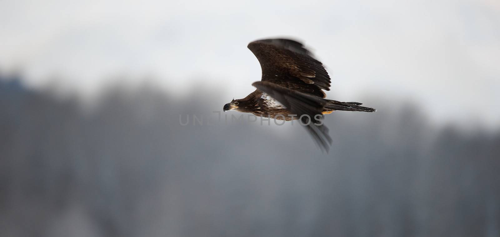 Flying bald eagle by SURZ