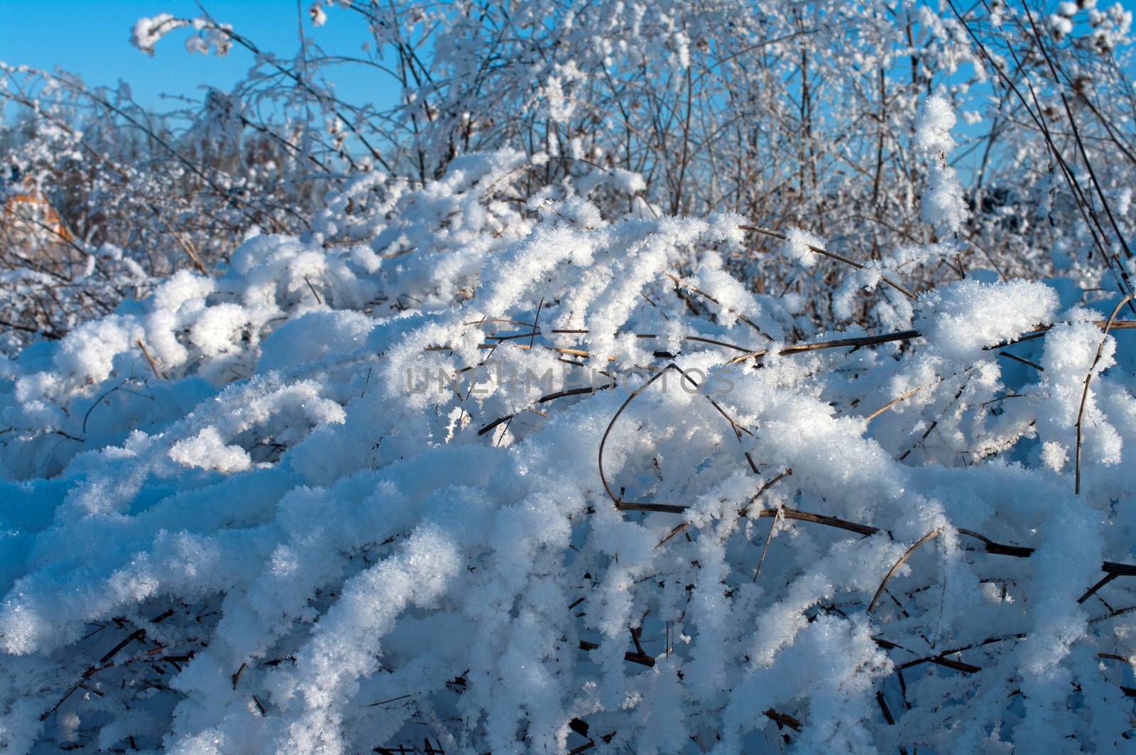 Snow-covered plants close up solar winter in the afternoon.