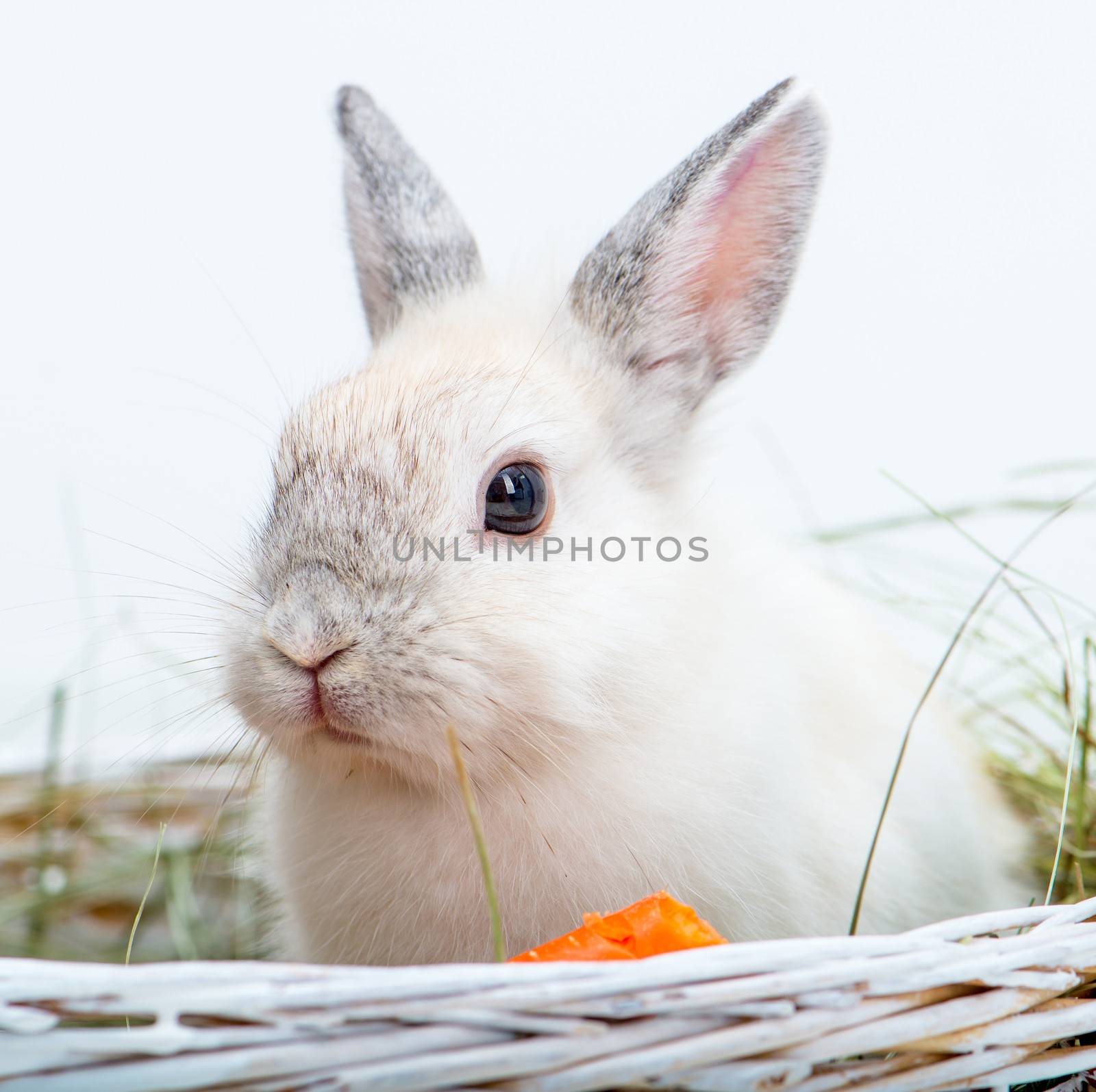 White rabbit with carrot on the hay