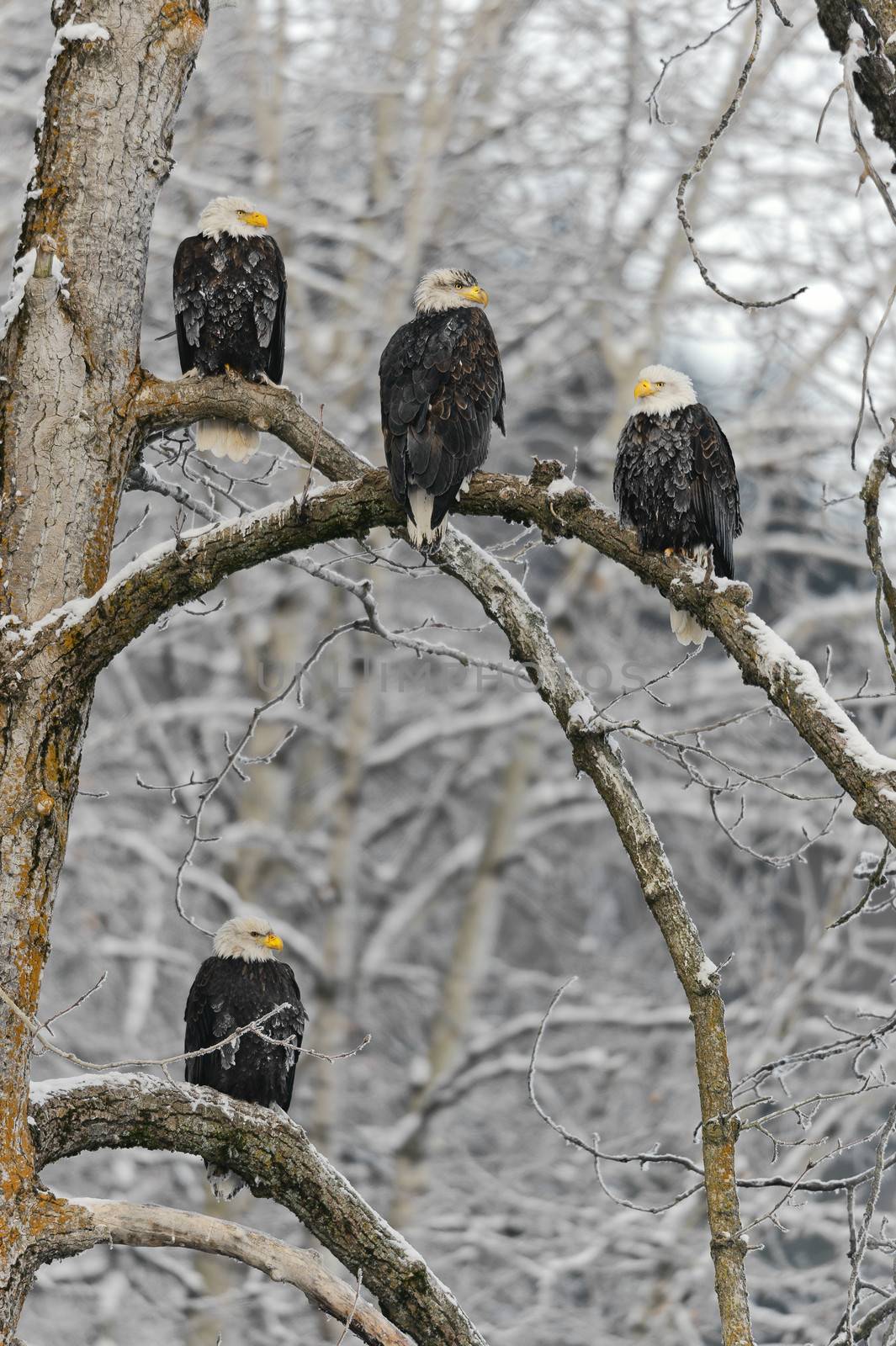 Portrait of the eagles sitting on the snow branches. Haliaeetus leucocephalus washingtoniensis.