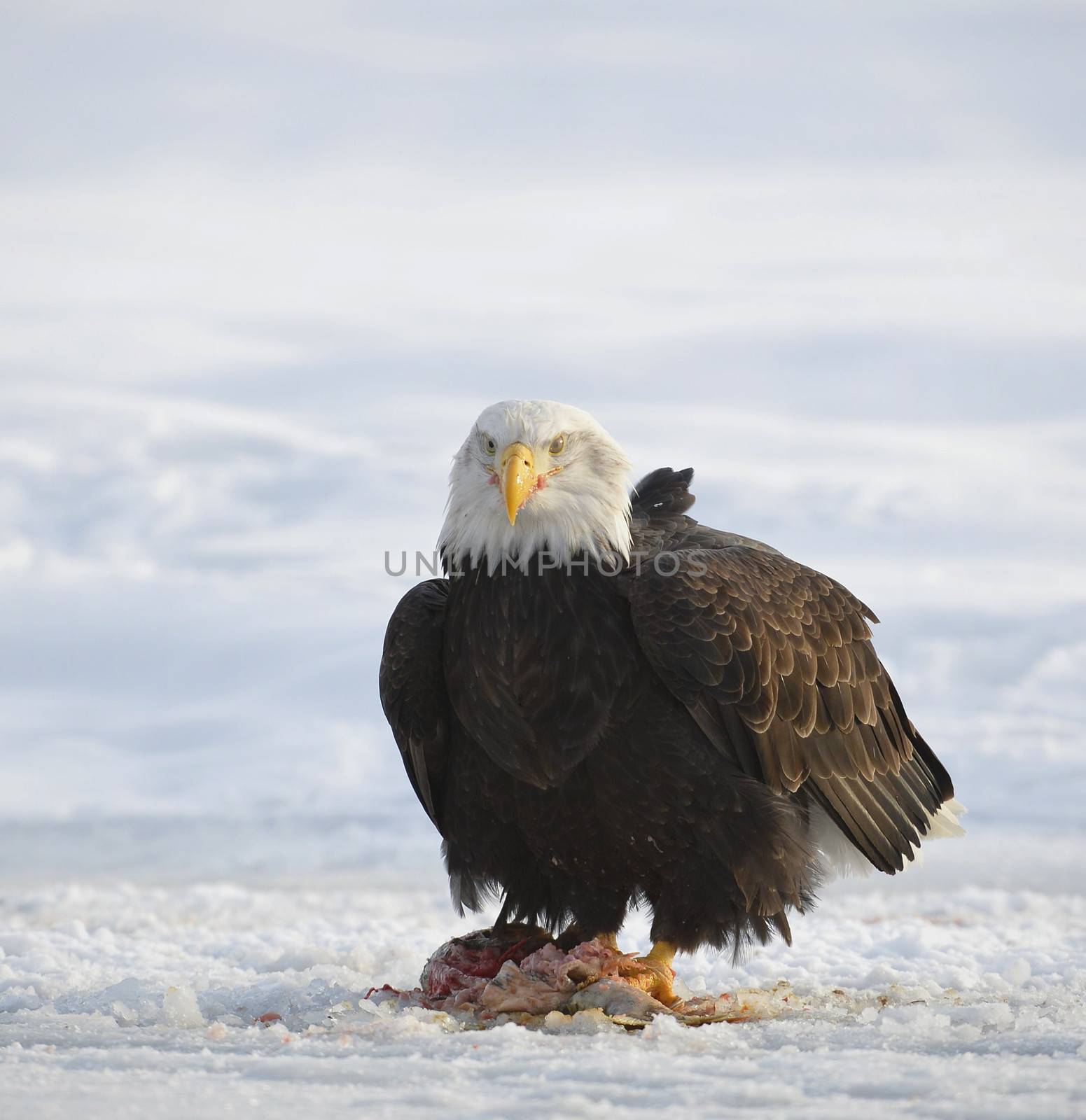 The Bald eagle  ( Haliaeetus leucocephalus ) sits on snow and eats a salmon.  Alaska