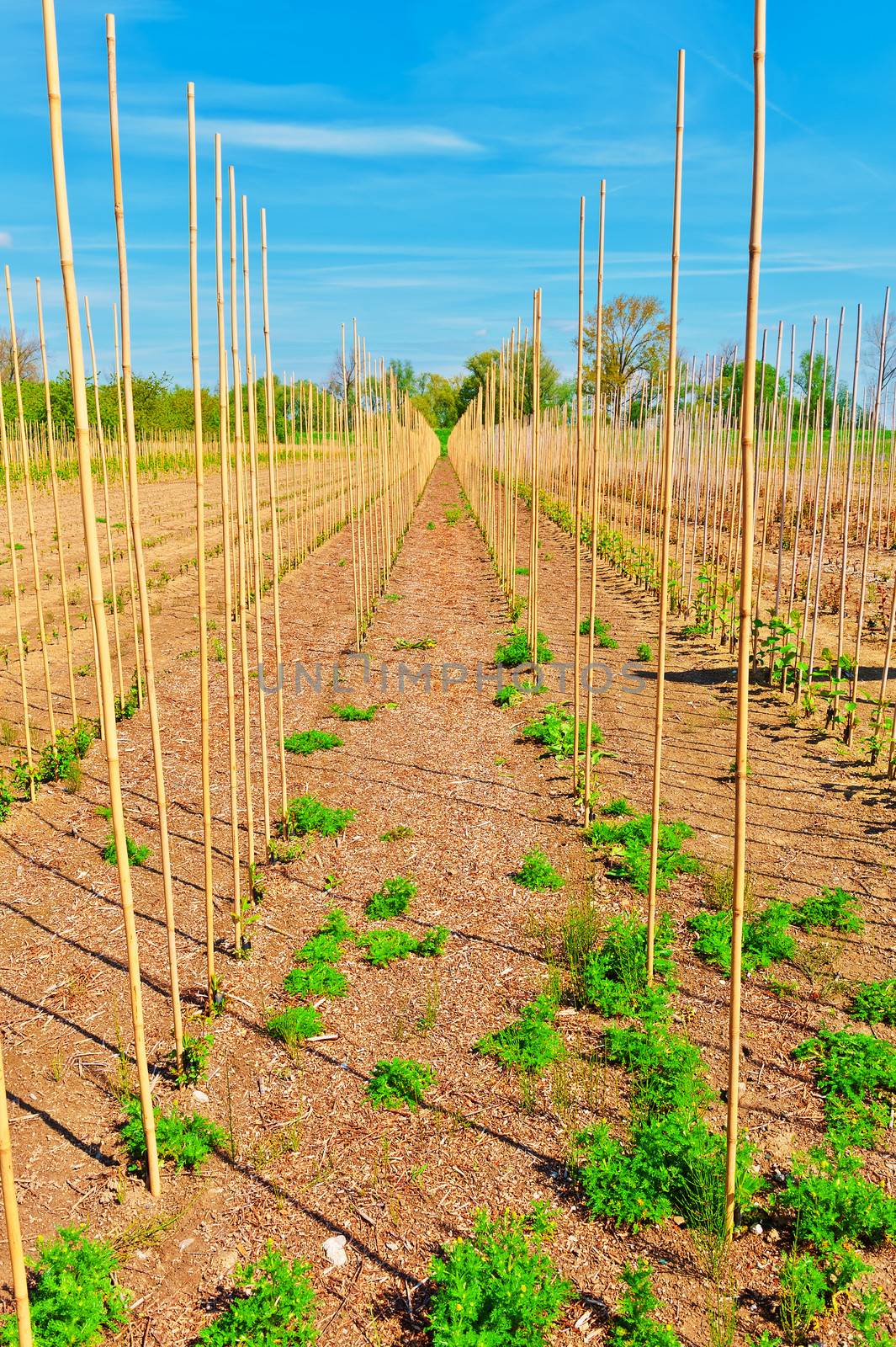 Bamboo Sticks Supporting Young Plants in the Netherlands