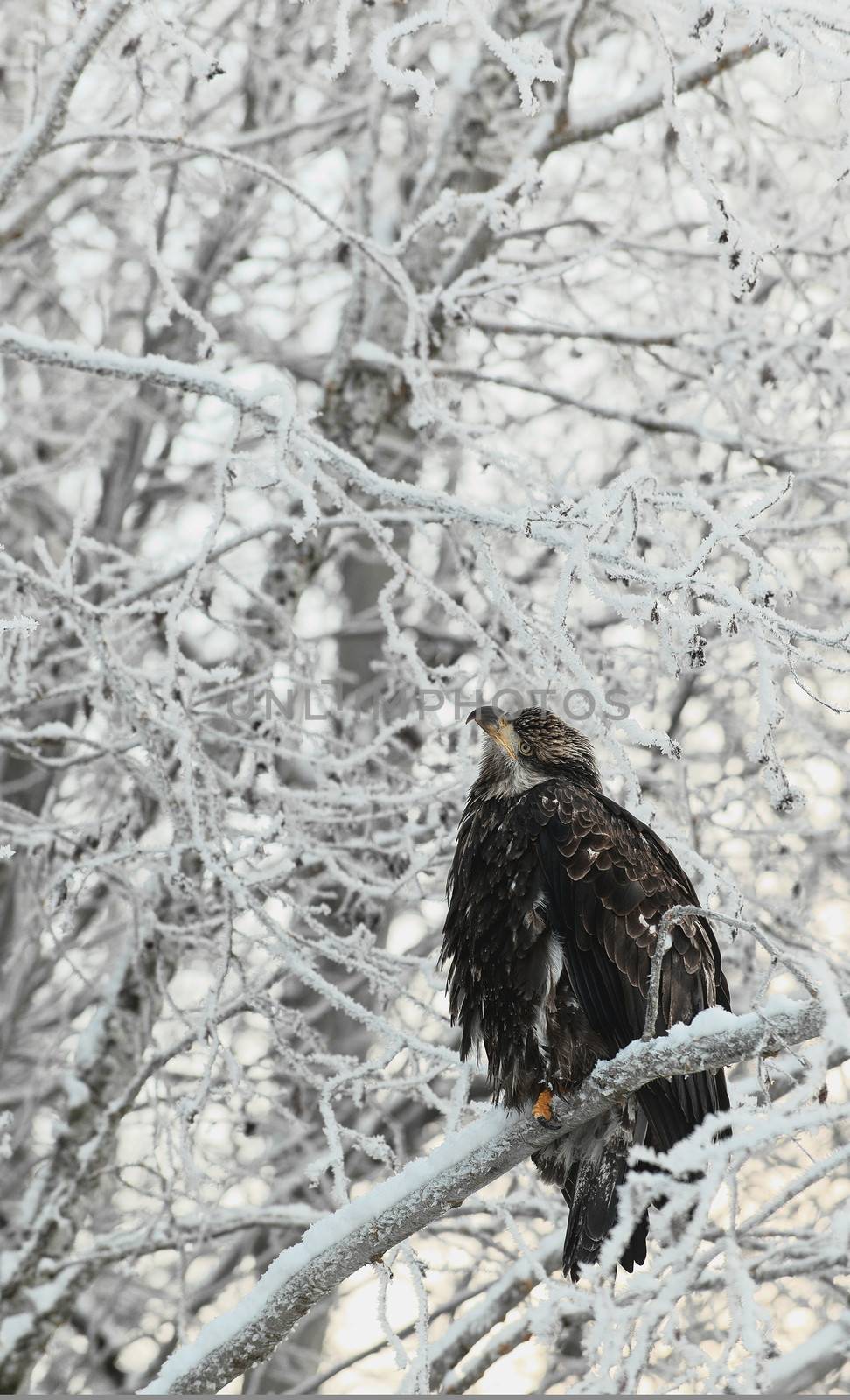 Bald eagle perched on snow  branch Flying bald eagle by SURZ