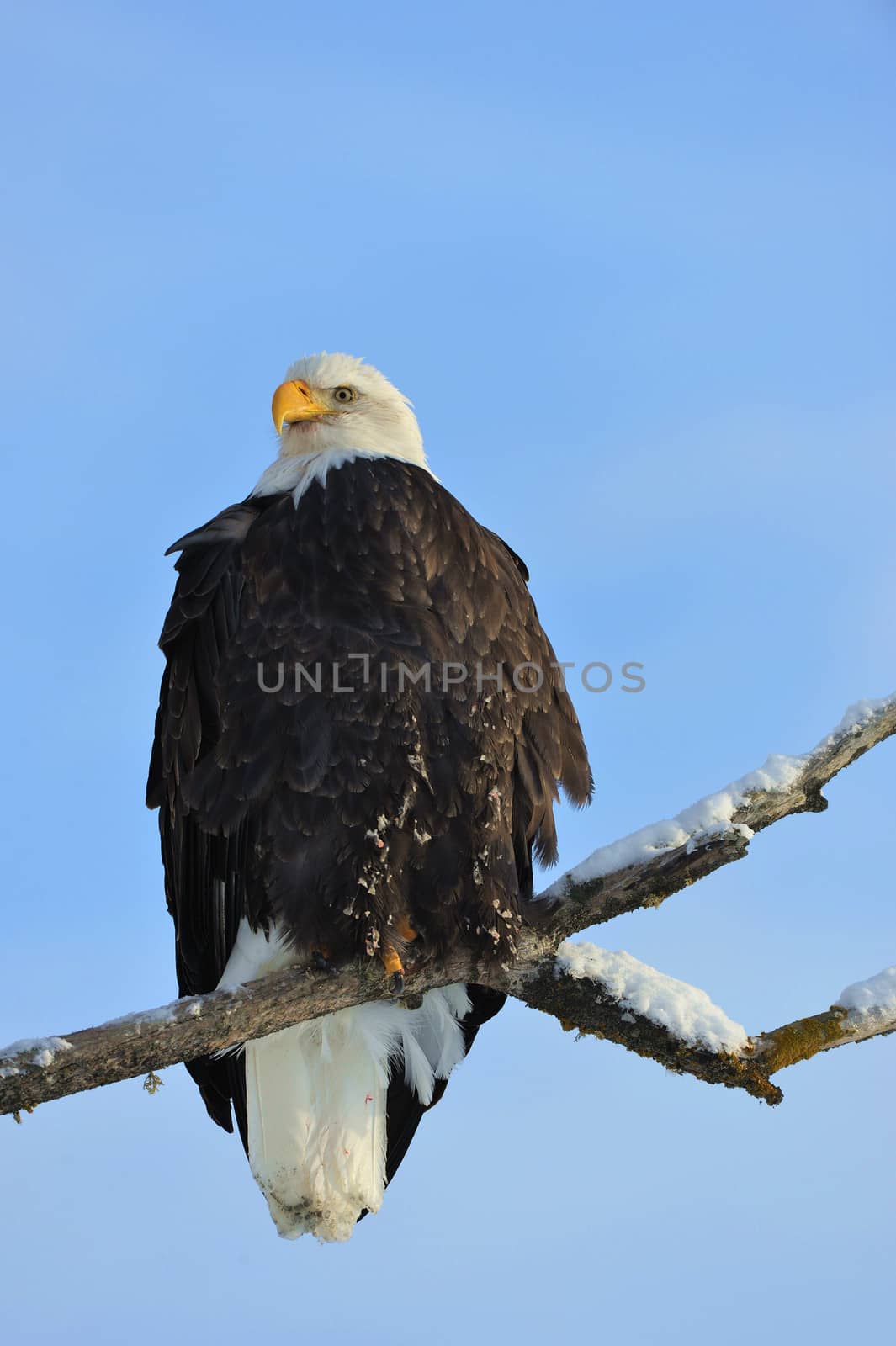 A bald eagle (Haliaeetus leucocephalus) is perched on a dead tree limb overlooking the Chilkat River watching for salmon in the Chilkat Bald Eagle Preserve in Southeast Alaska. Winter.