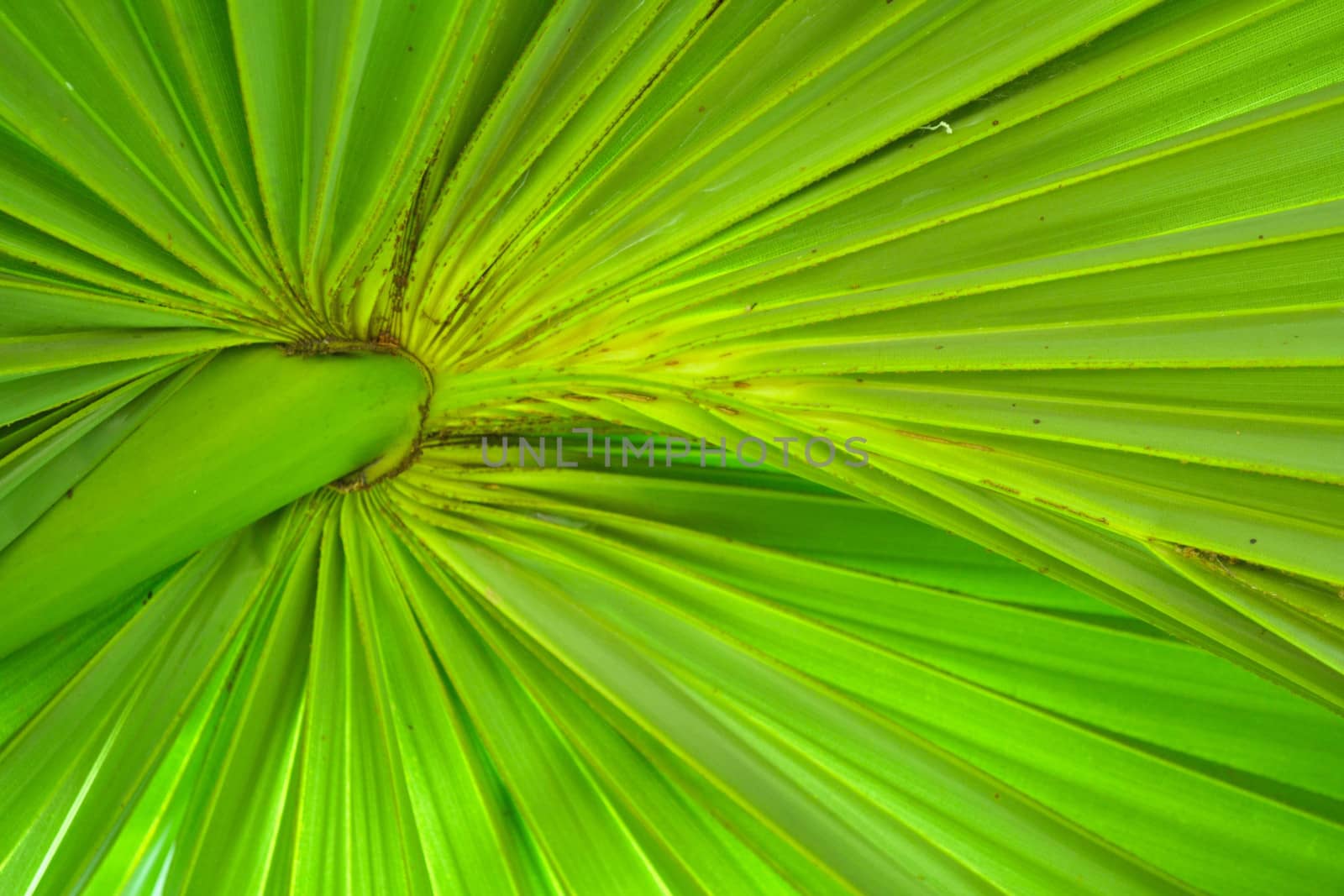 leaf of sugar palm by apichart