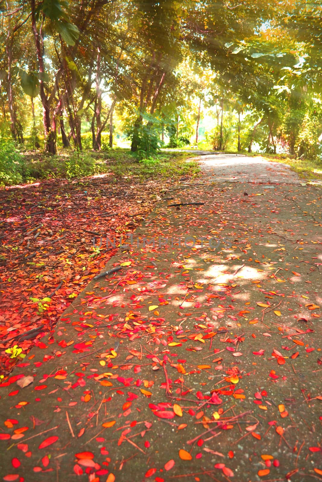 Walk in the park on summer