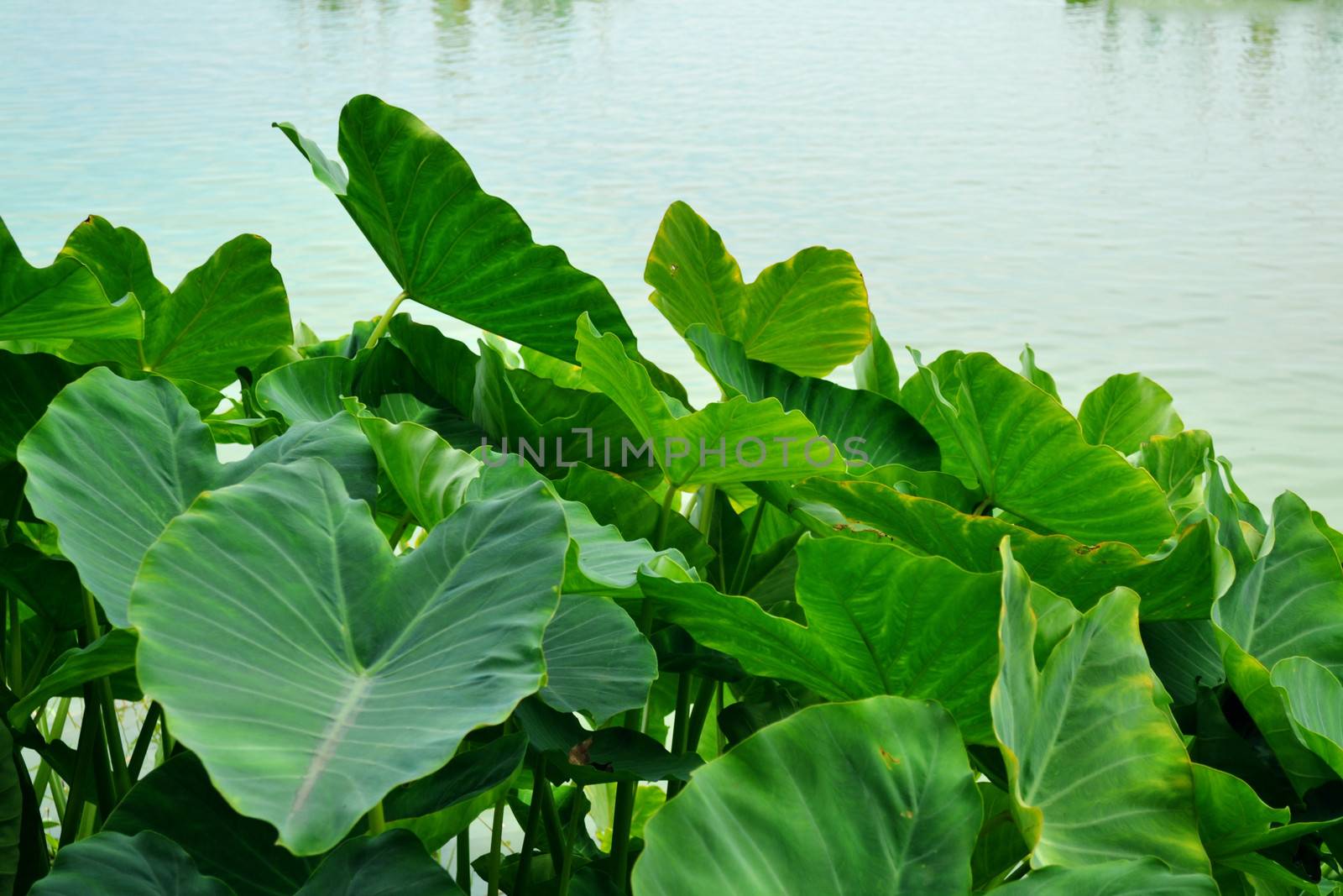 Caladium bicolor by apichart