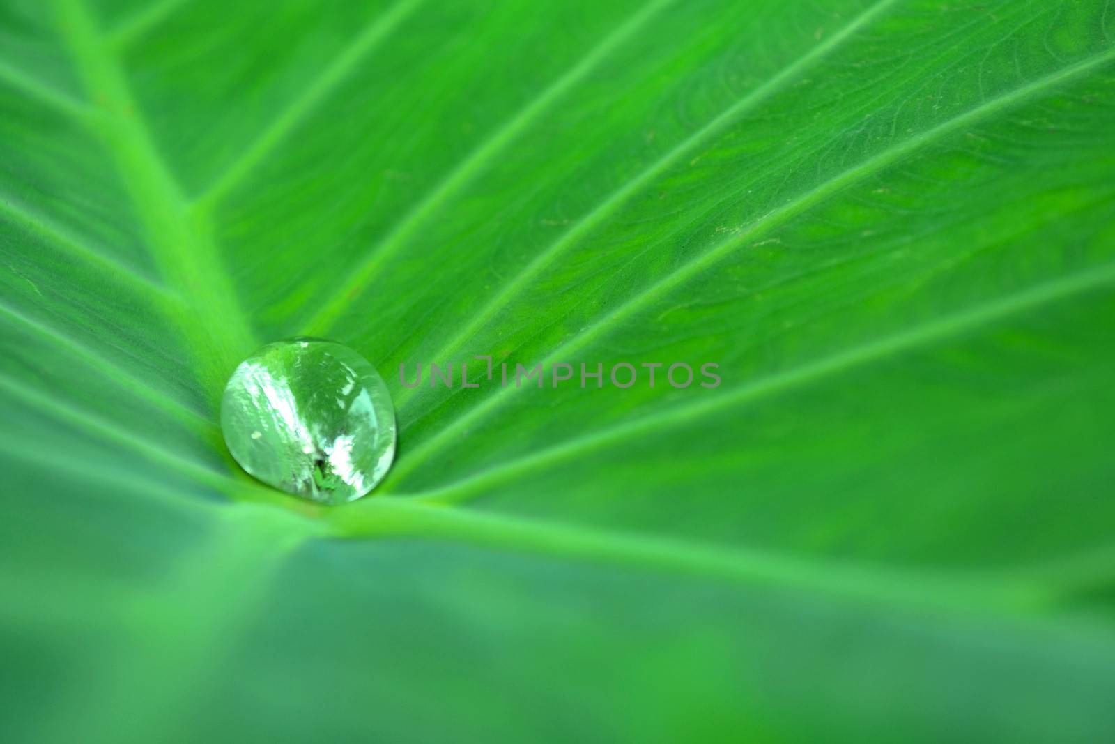 Drops of water on a lotus leaf in nature