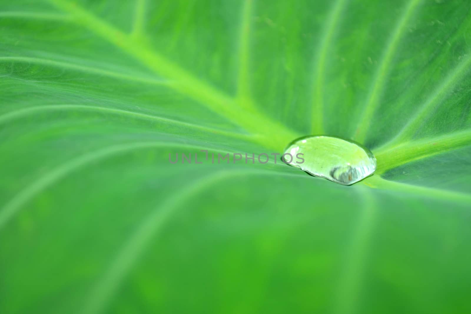 Drops of water on a lotus leaf by apichart