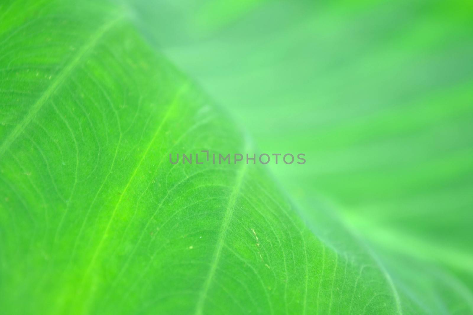 green lotus leaf in rainy season