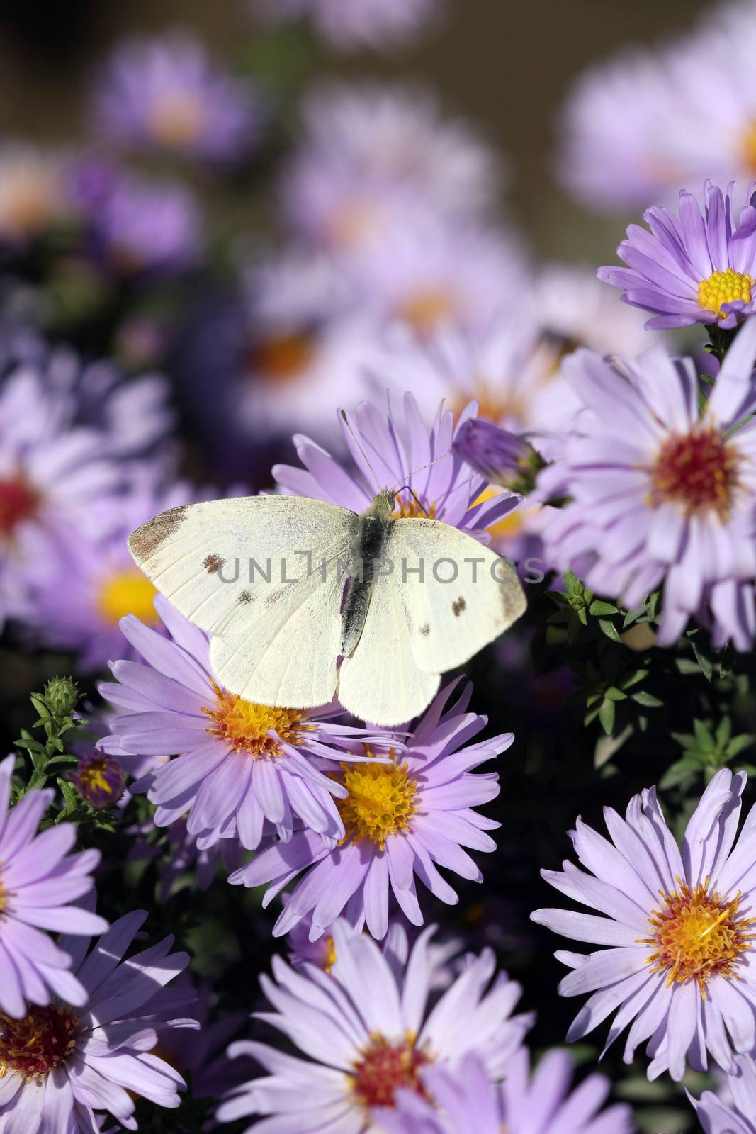 butterfly on flower close up spring season by goce