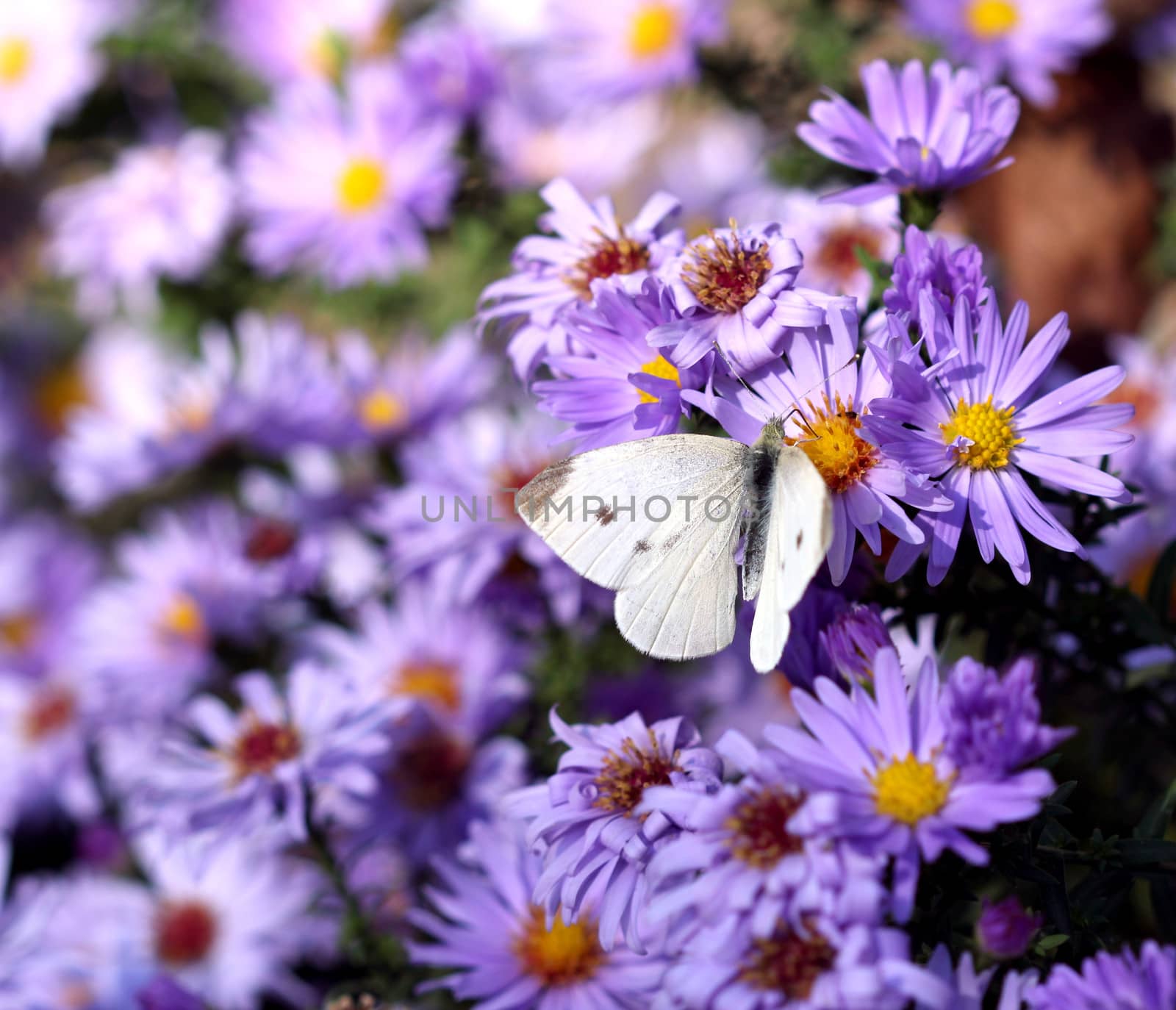 butterfly on flower nature background 