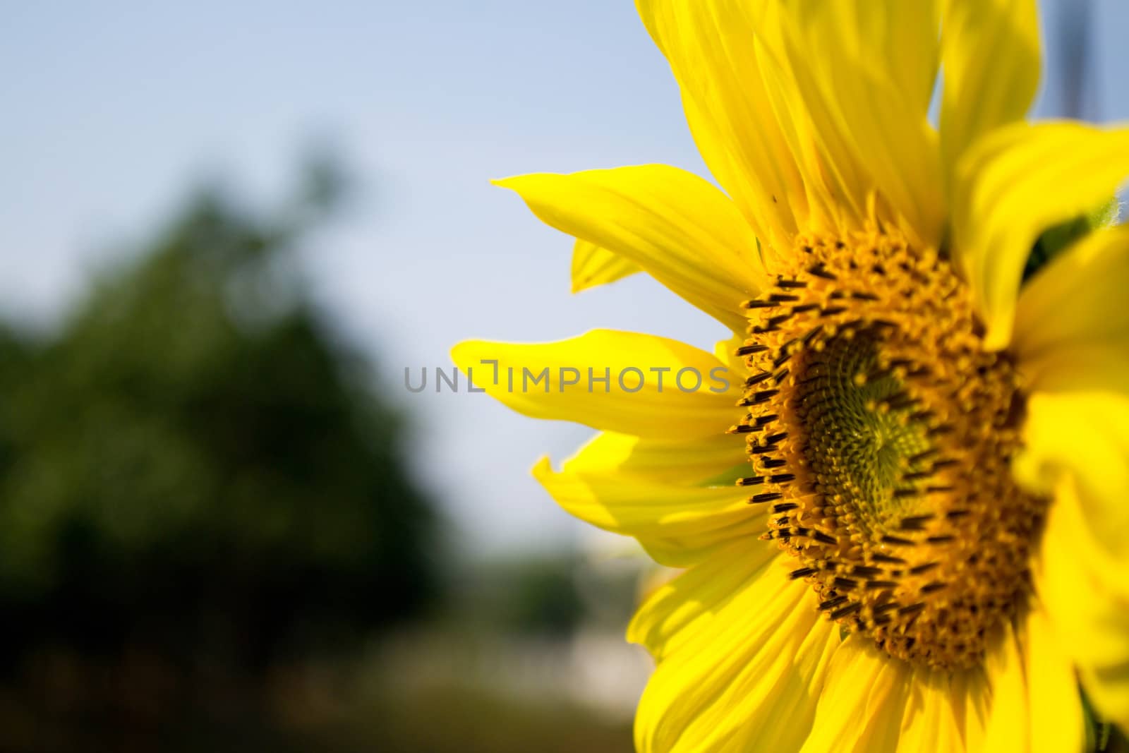 Sunflower is blossoming in the gardens .