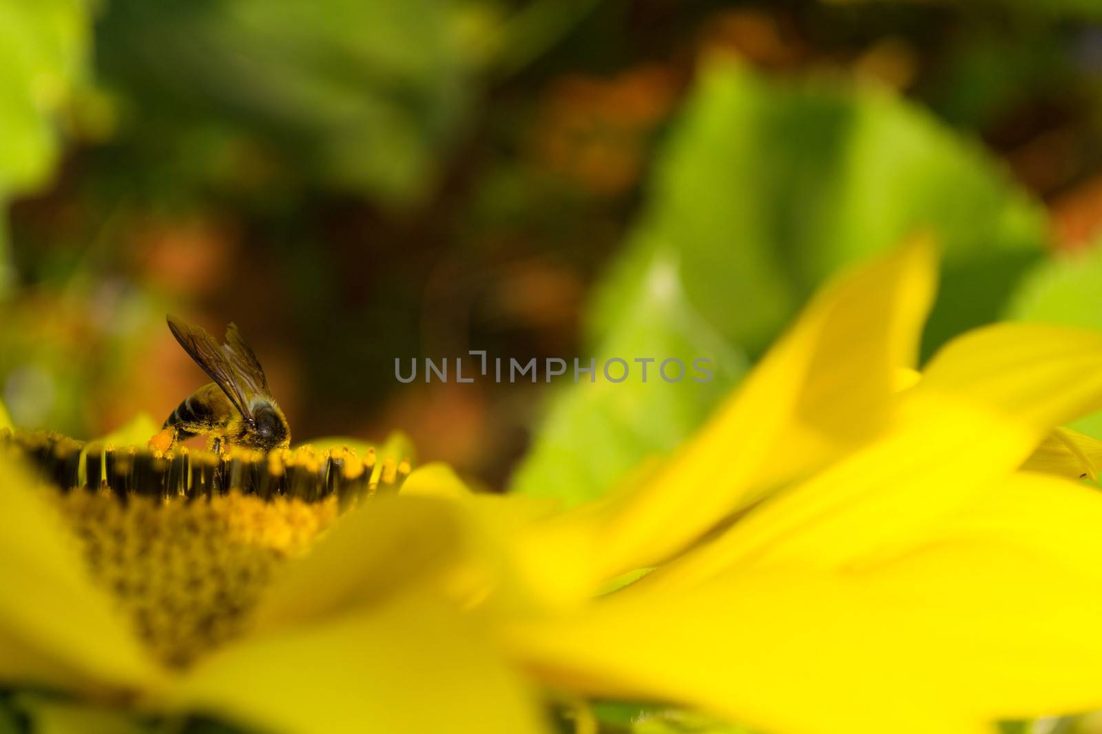 Sunflower blossoming and bee in the gardens