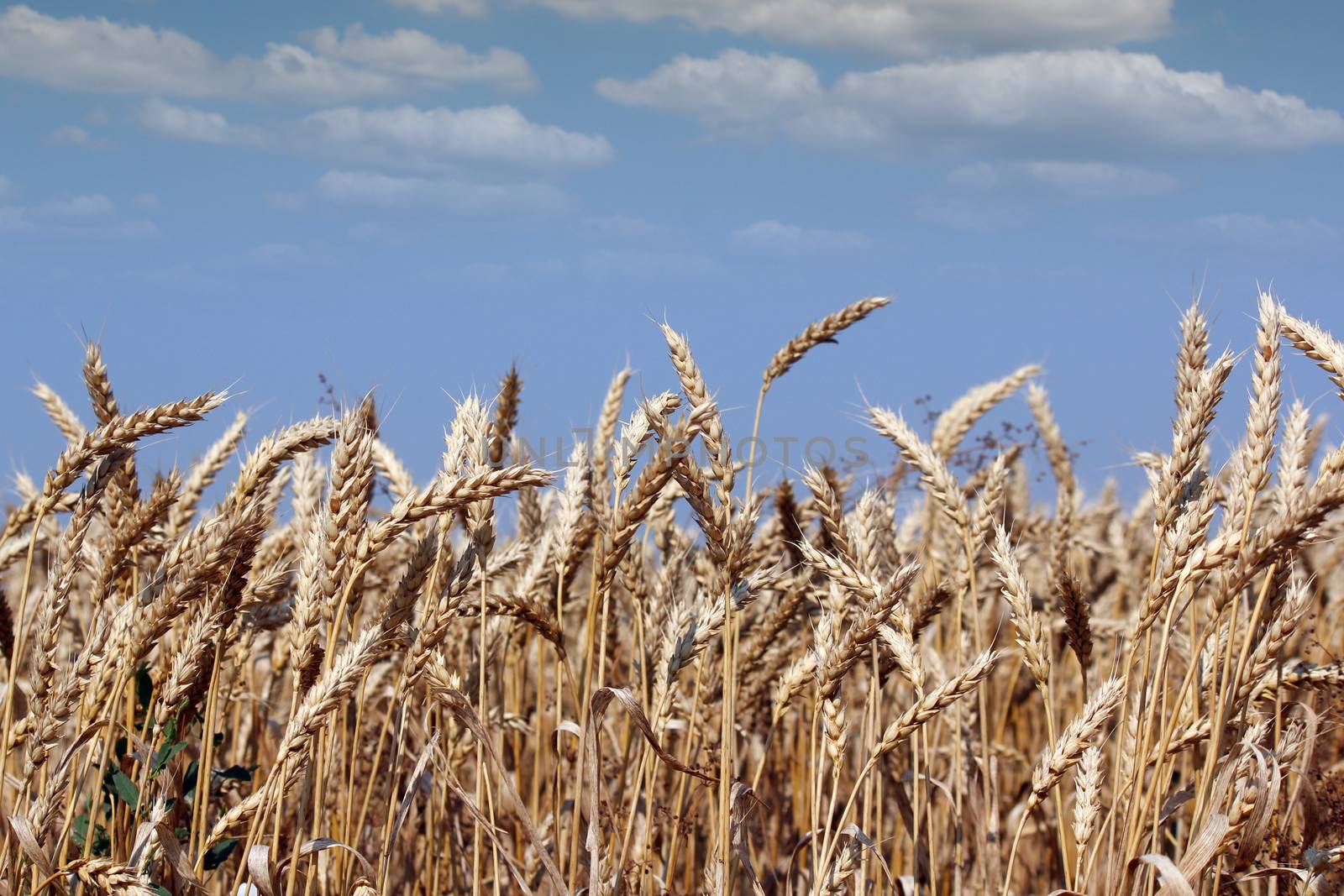 golden wheat and blue sky summer season by goce