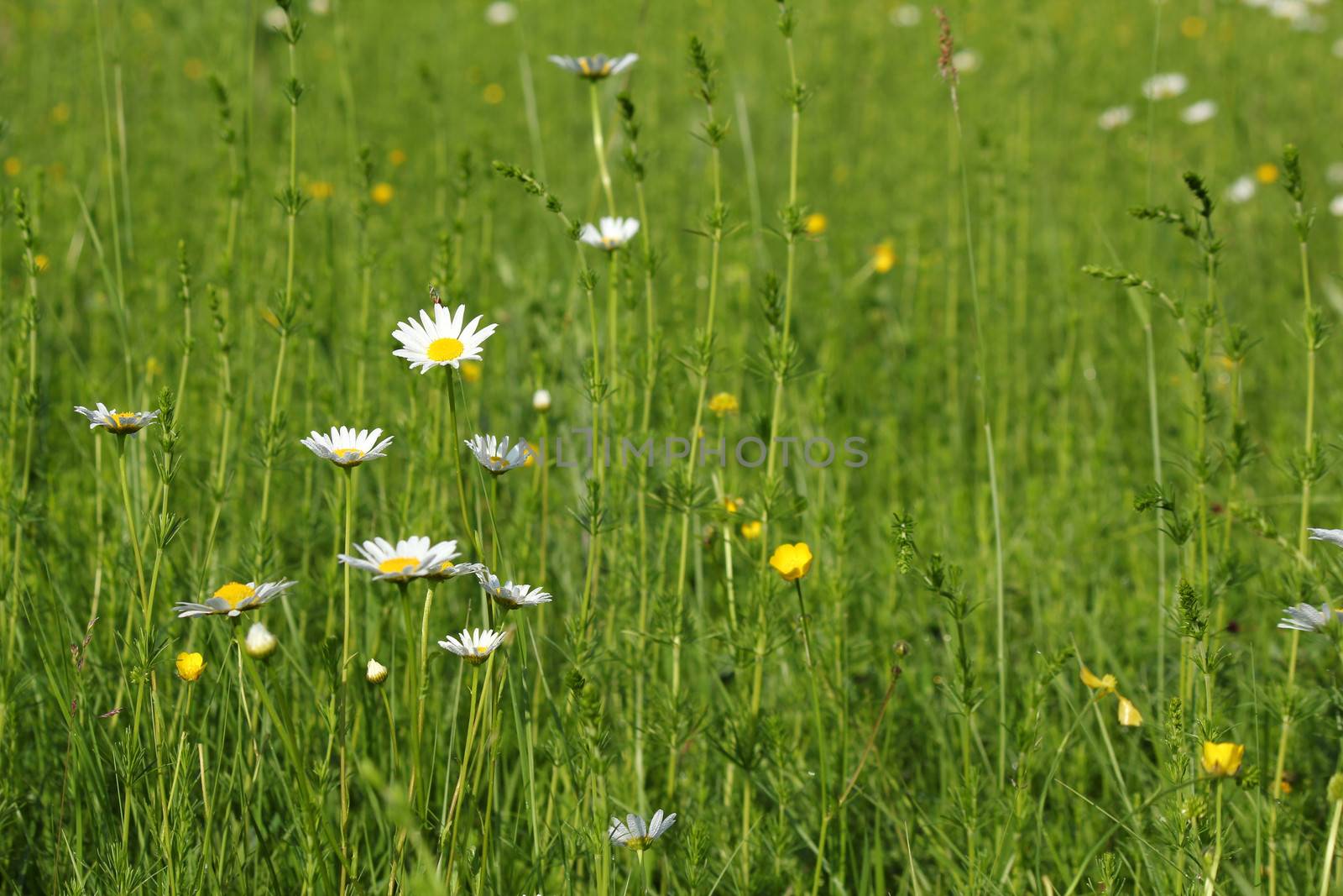 meadow with white wild flowers and green grass by goce