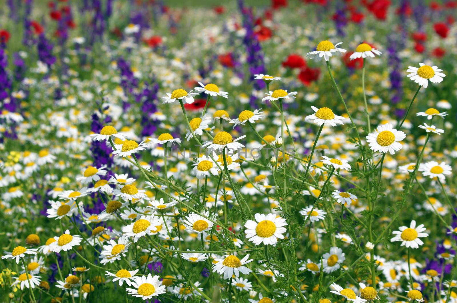 meadow with wild flowers spring season by goce