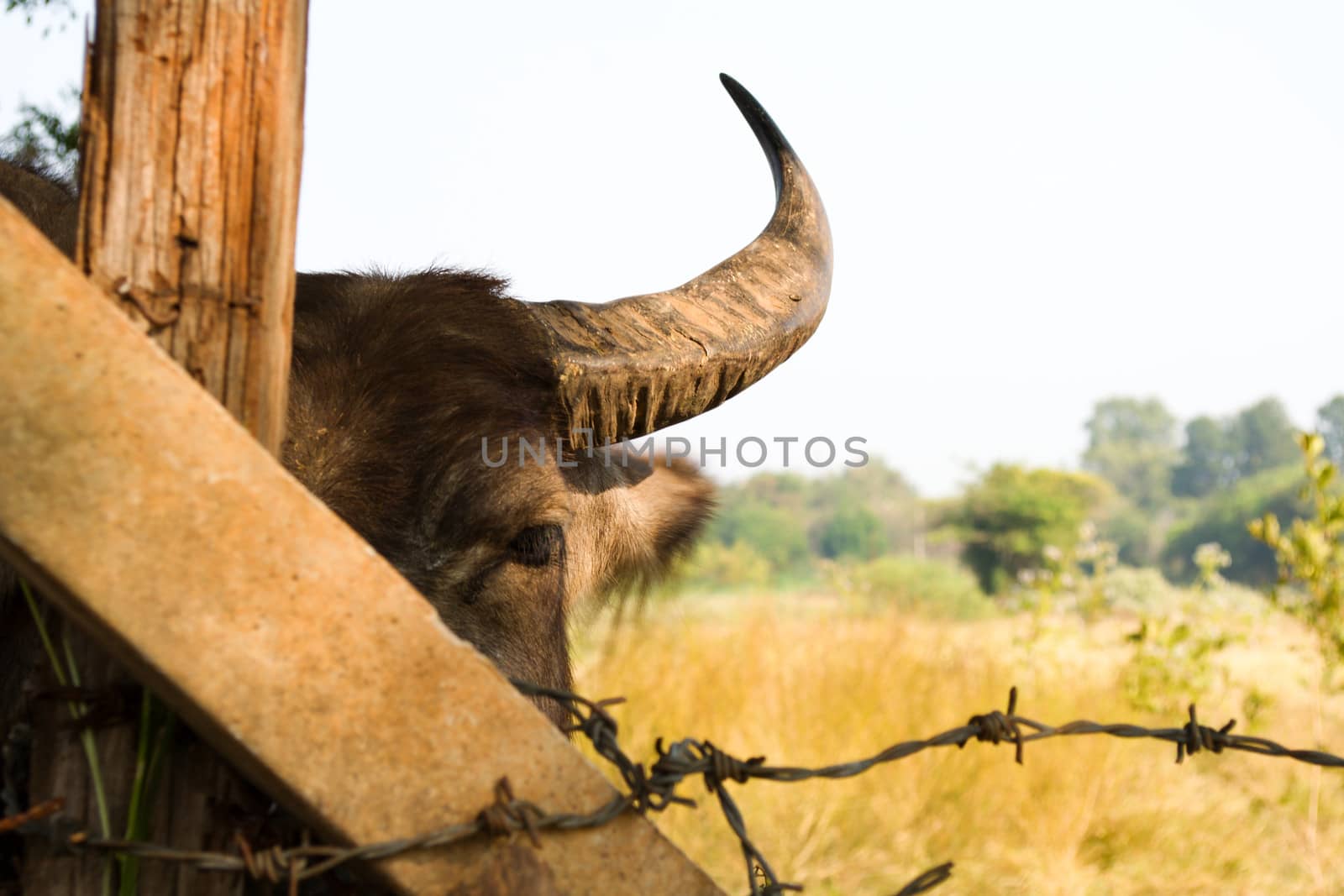 Buffalo chewing by apichart