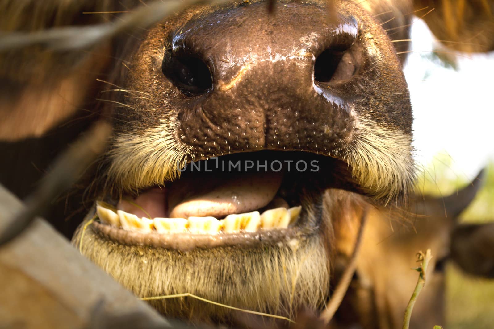 Buffalo chewing by apichart