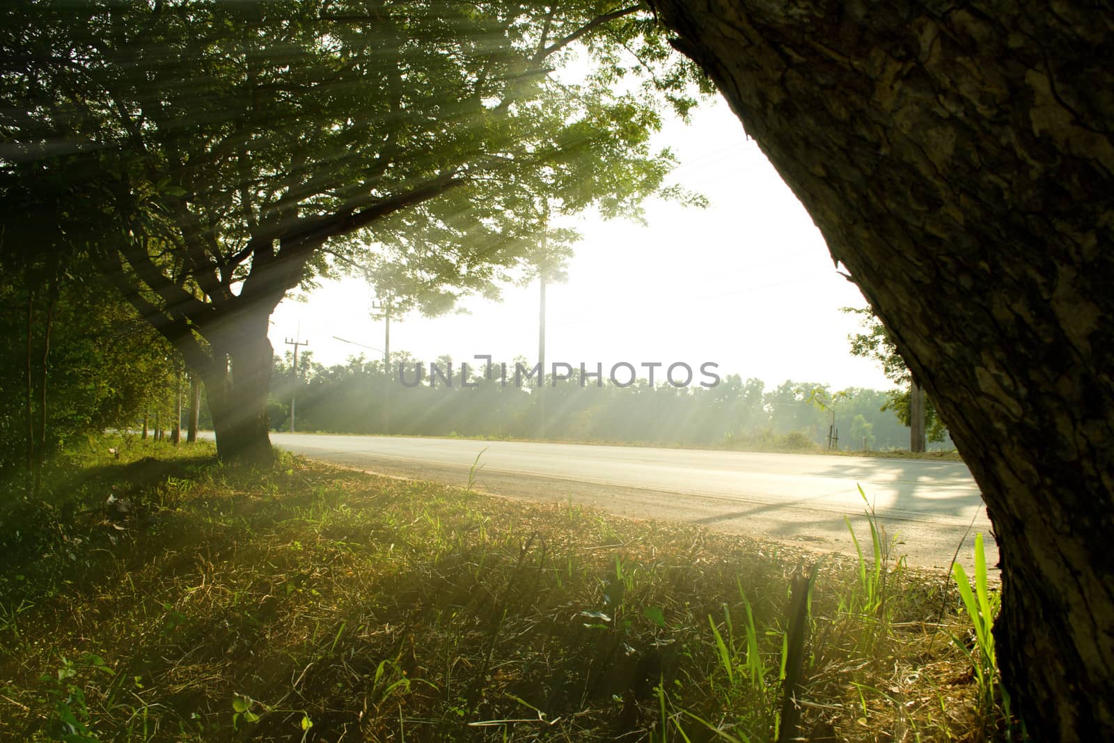 green tree on the road in summer