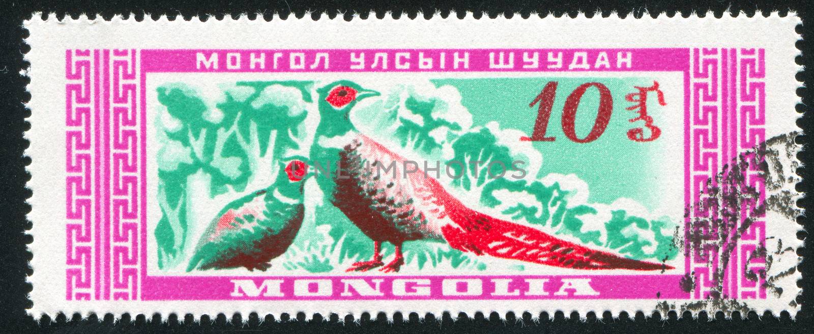 Two Birds pheasant by rook