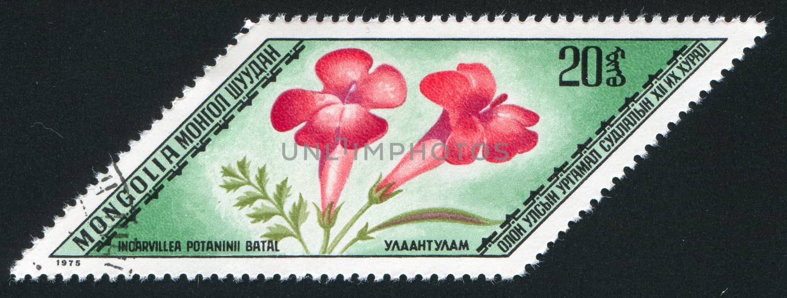 MONGOLIA - CIRCA 1975: stamp printed by Mongolia, shows  flower, circa 1975