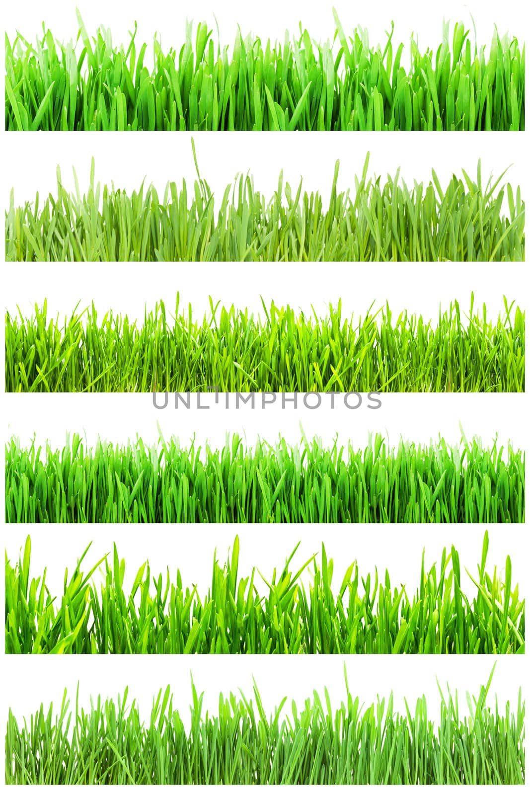 Fresh green grass isolated on white background