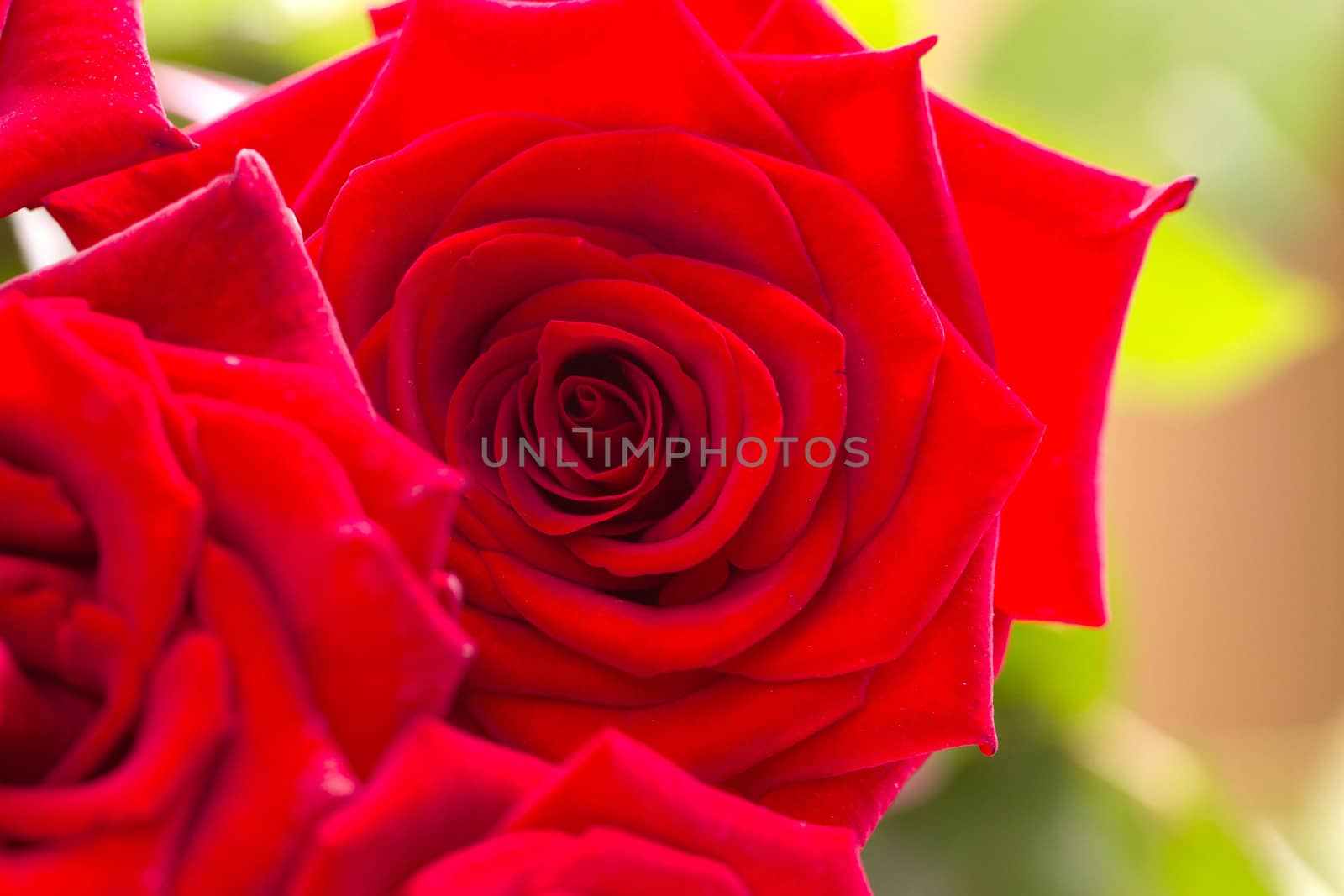 Close-up of a beautiful bouquet of red roses.