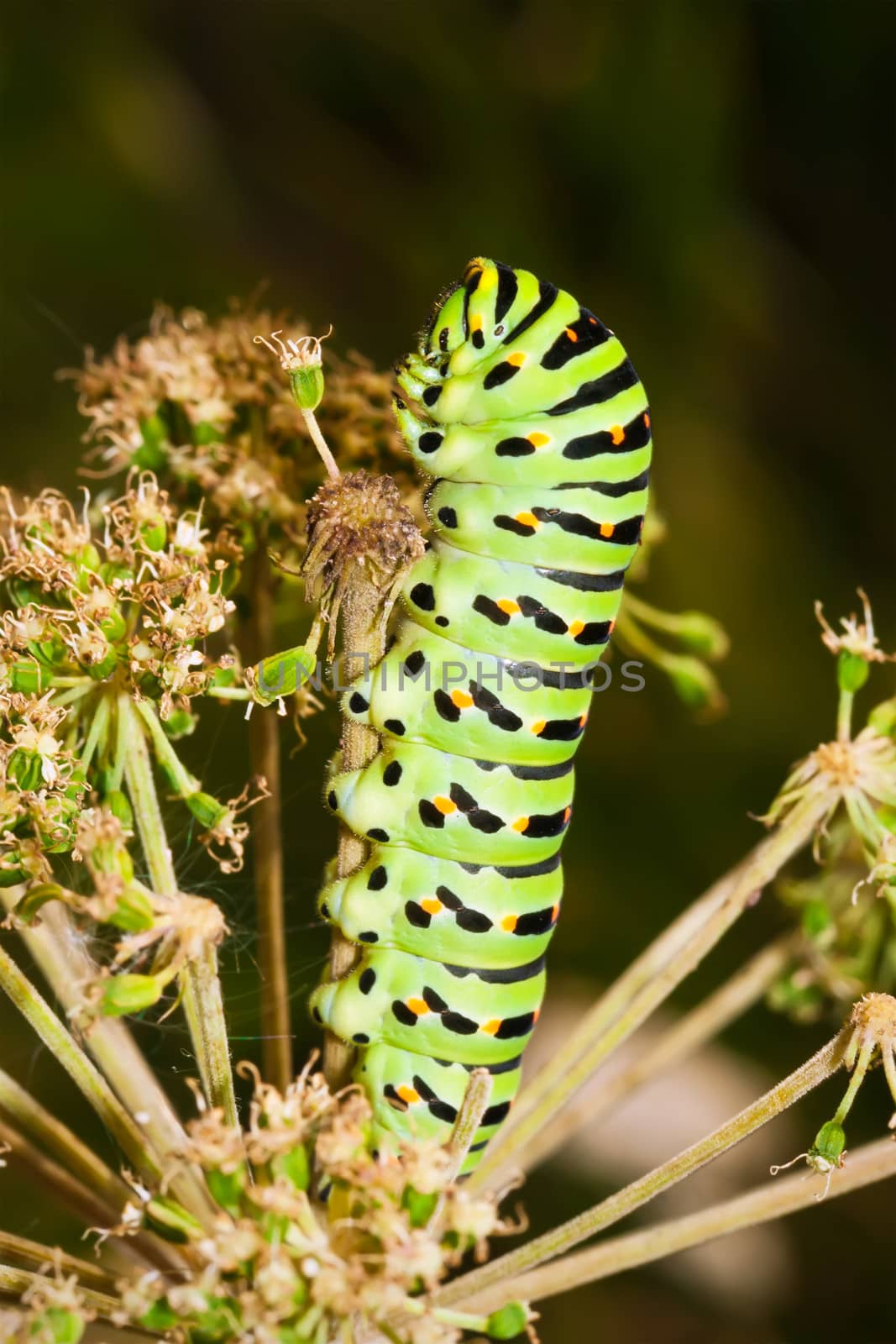 Nice macro photo of big green caterpillar