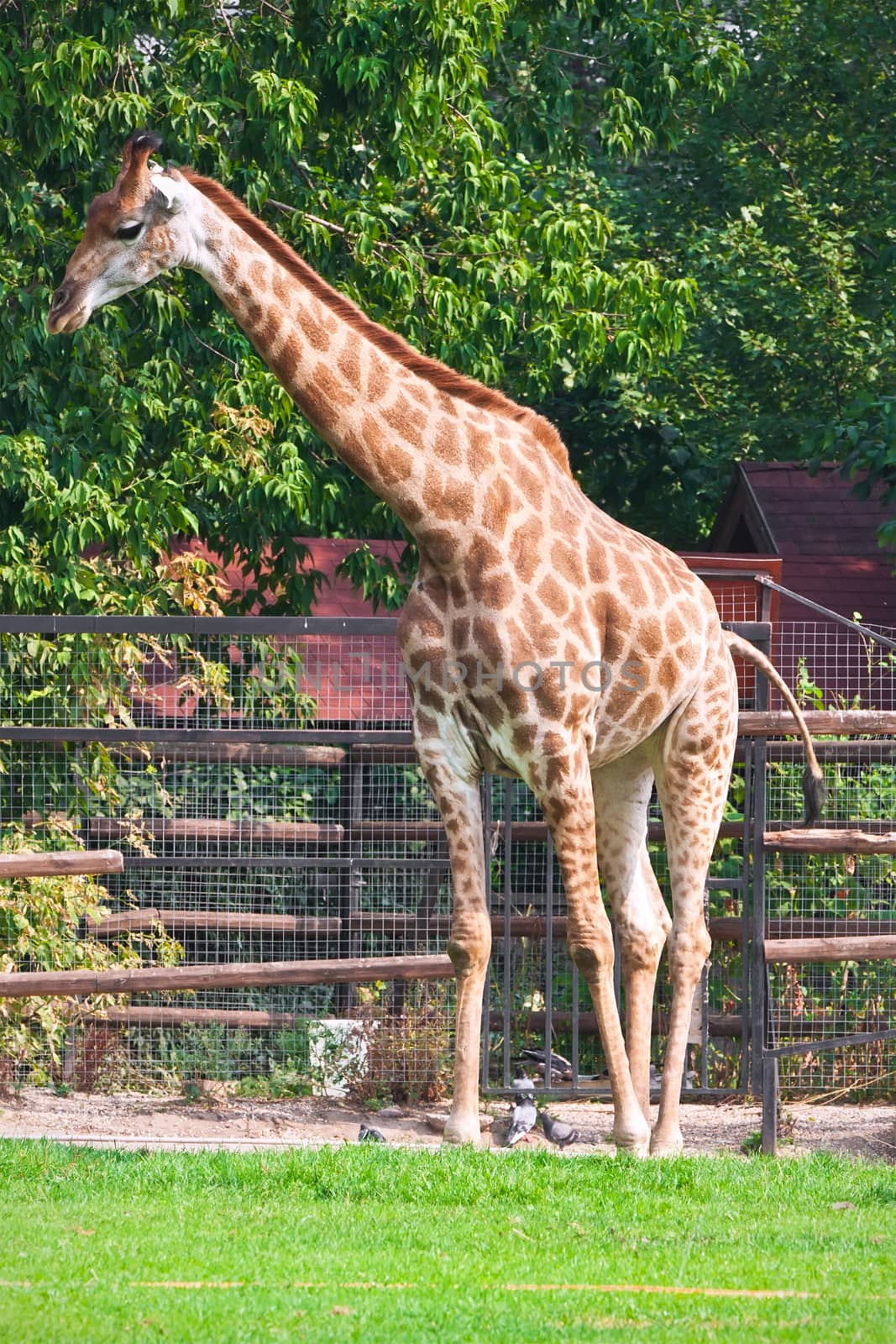 Portrait of cute curious giraffe over blue sky