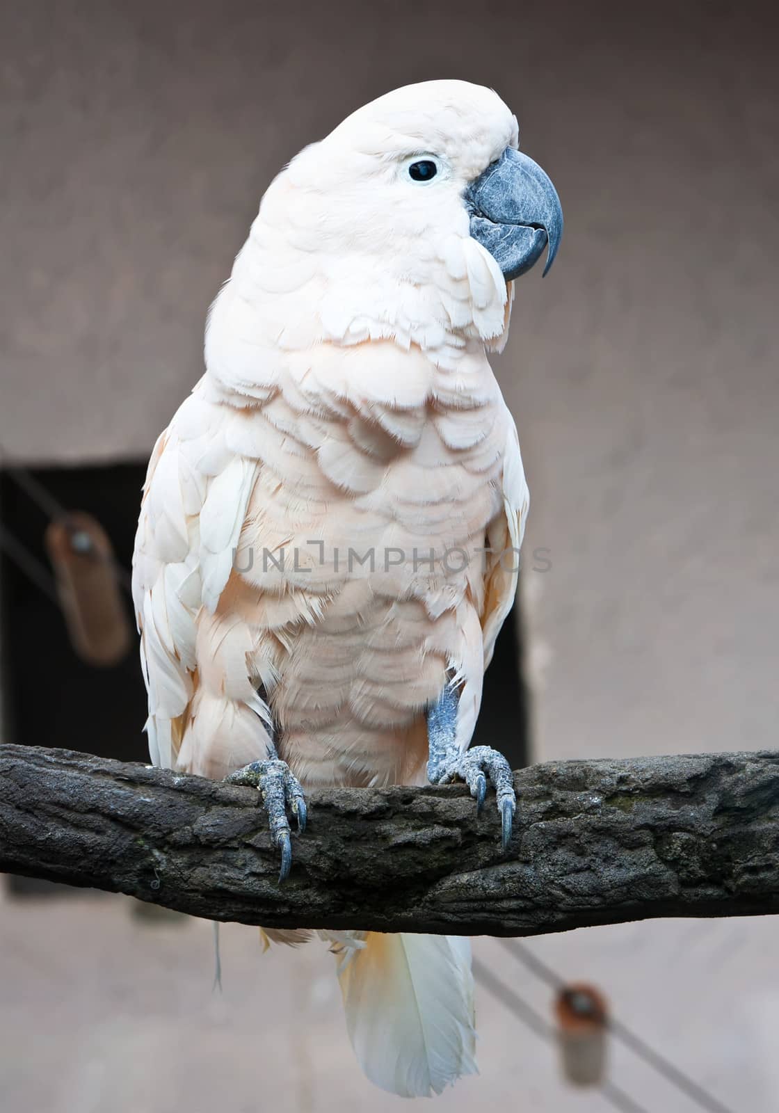 Cute white parrot sitting on wooden stick